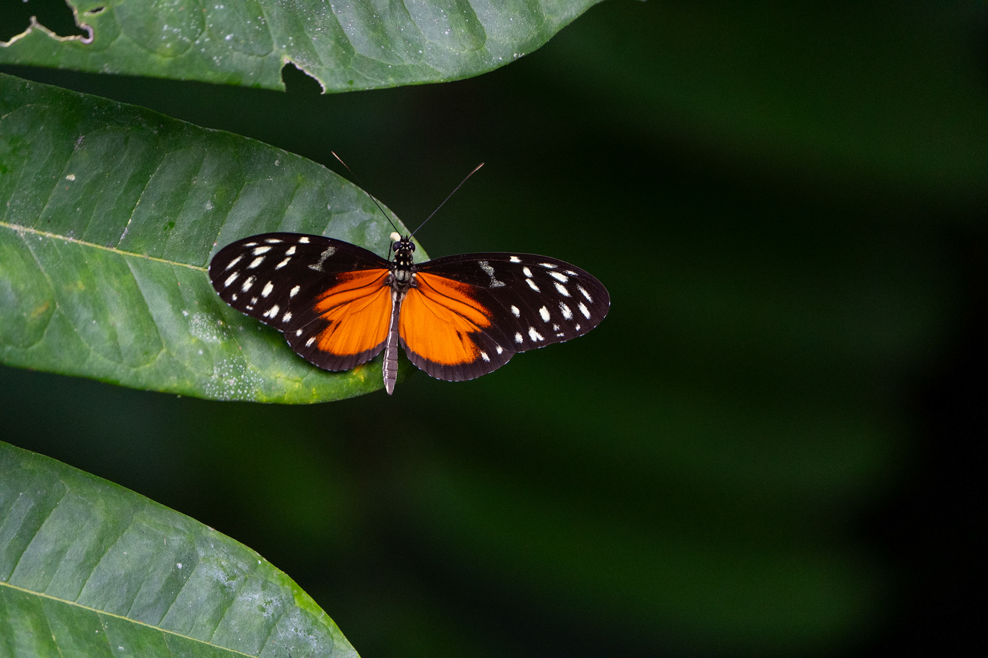 Tiger Longwing | Osa Peninsula