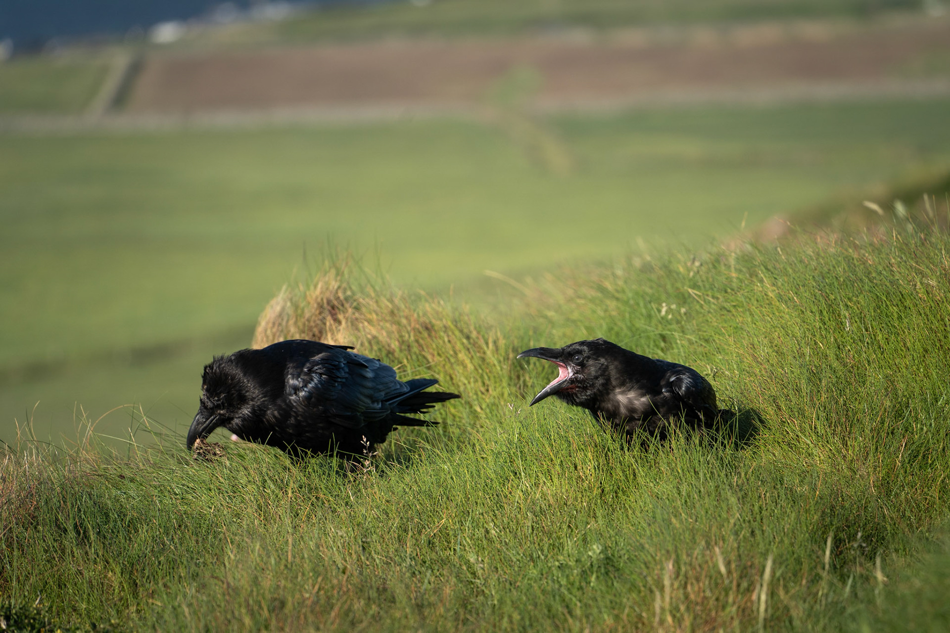 Carrion Crows | Kilkee Cliffs, Co. Clare