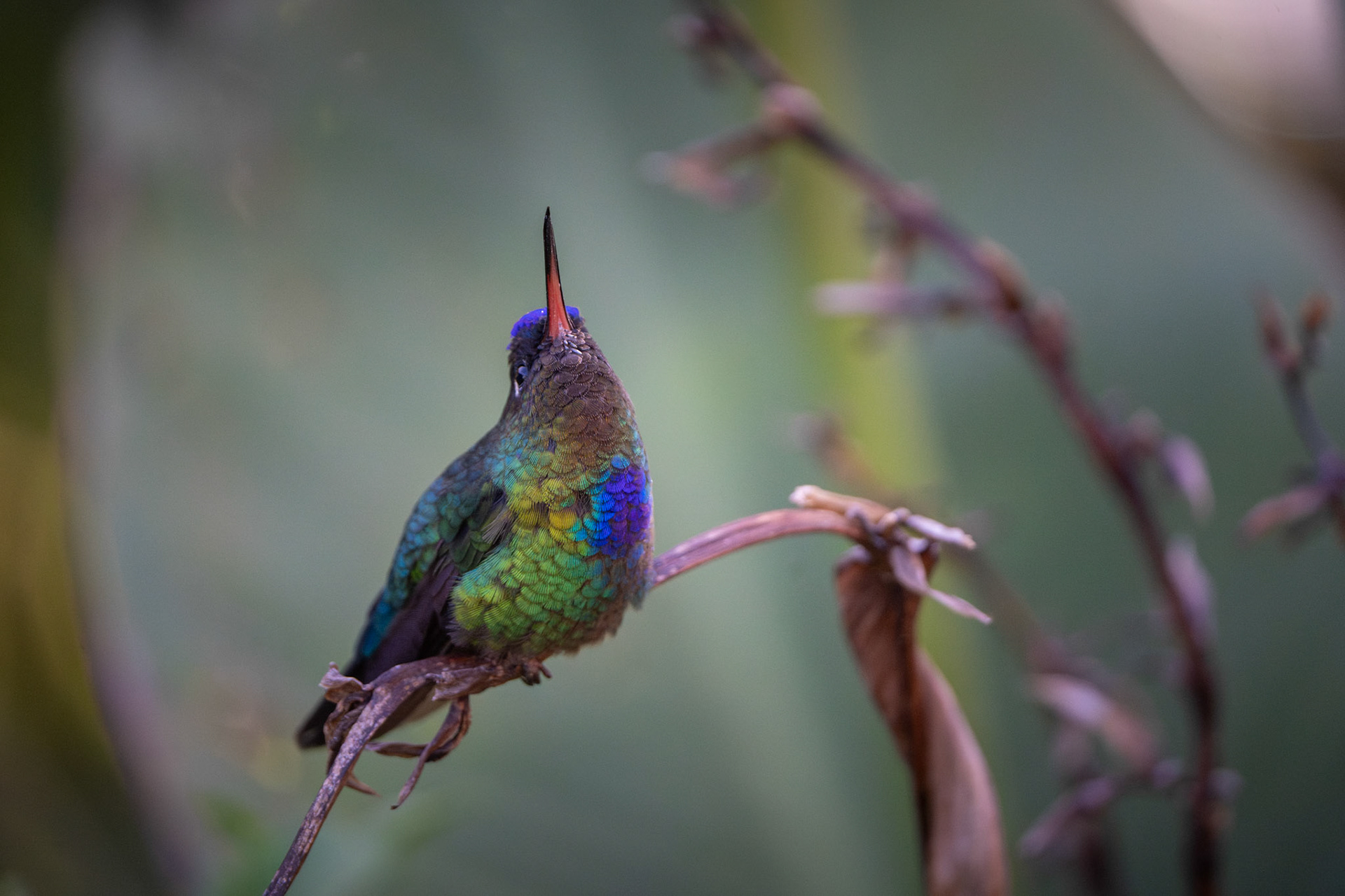 Fiery -thorated Hummingbird | San Gerardo de Dota