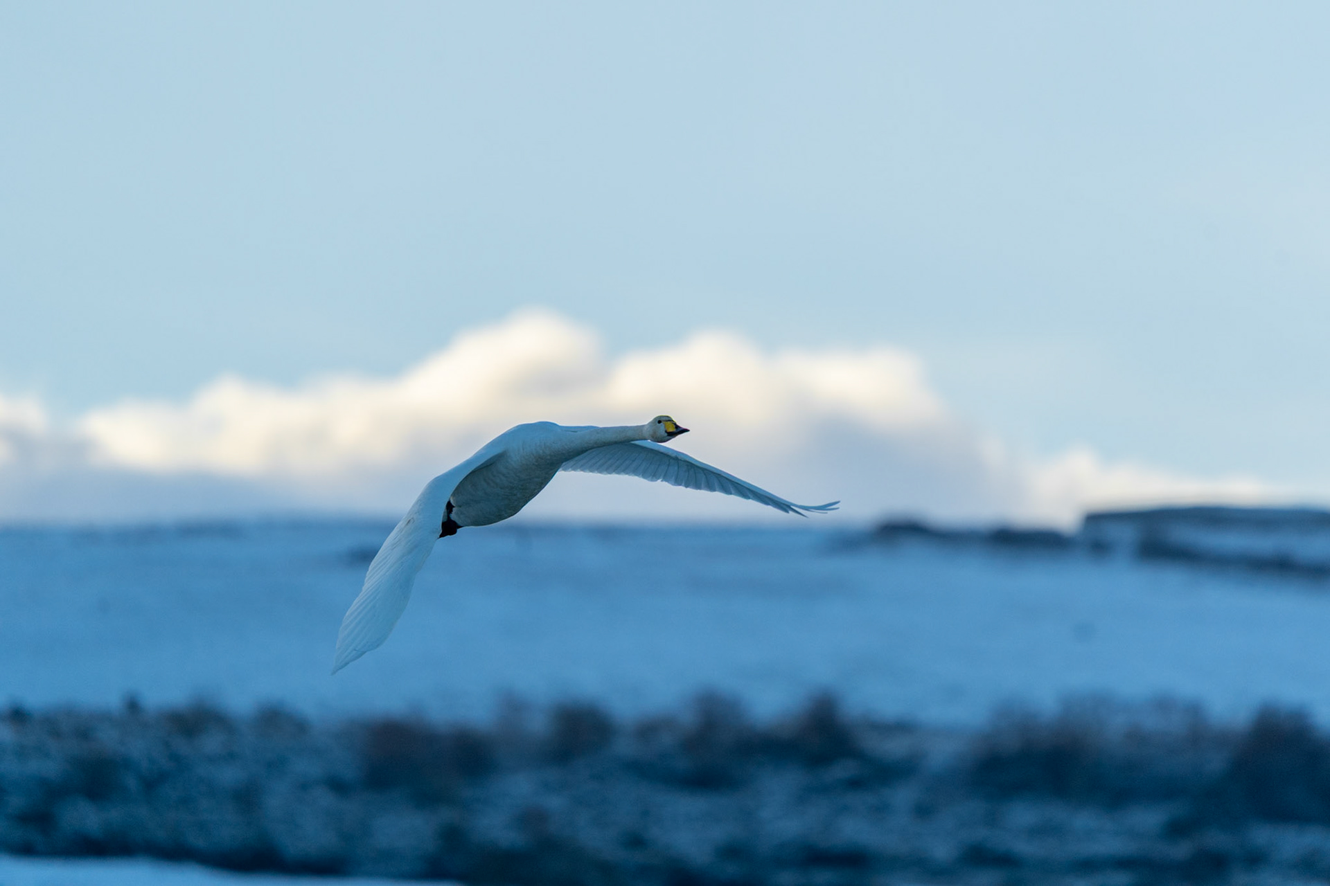 Whooper Swan | Inishowen Peninsula, Co. Donegal