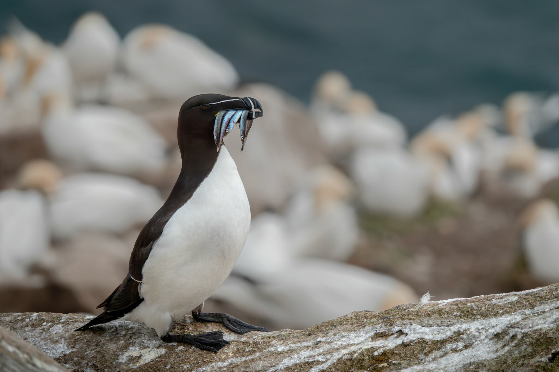 Razorbill | Great Saltee Island, Co. Wexford