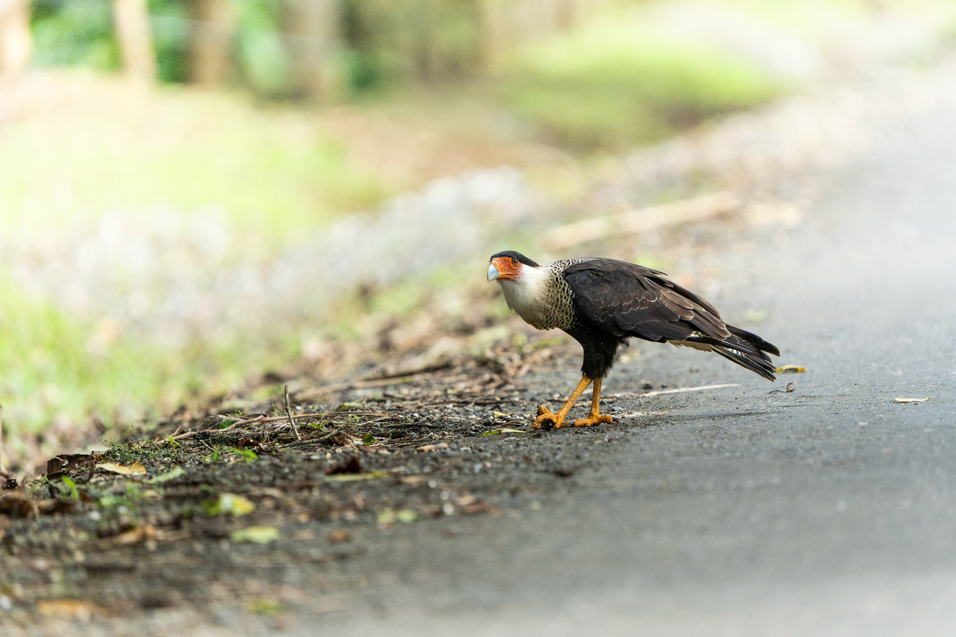 Crested Caracara | Finca Corozal, Osa Peninsula