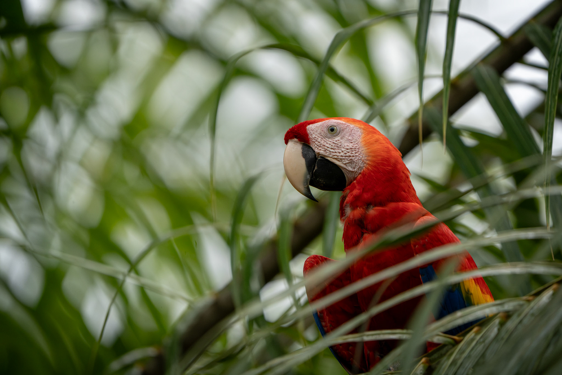 Scarlet Macaw | Osa Peninsula