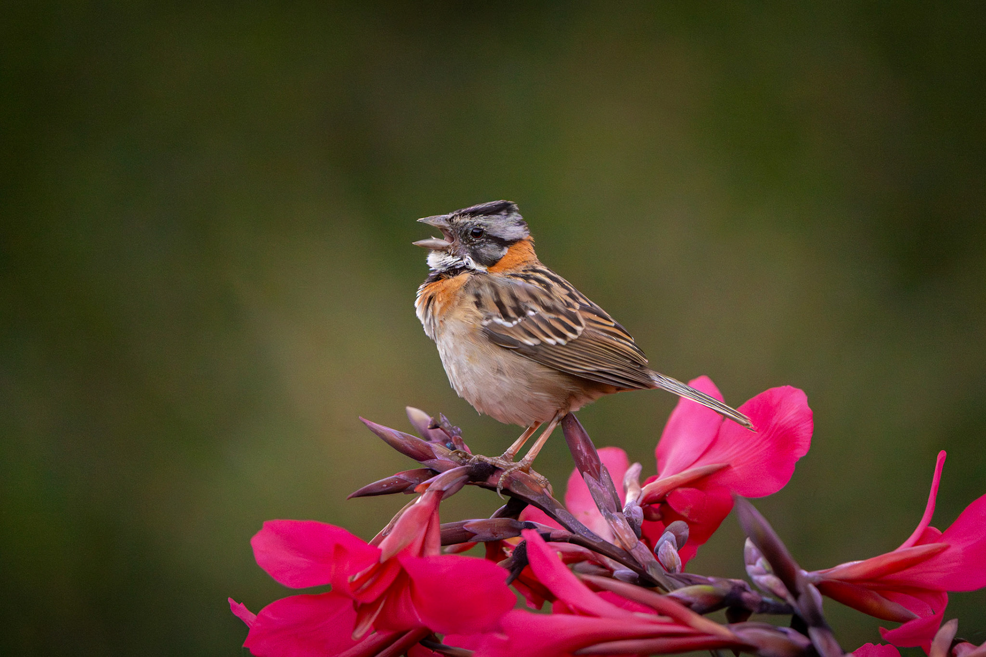 Rufous-collared Sparrow | San Gerardo de Dota