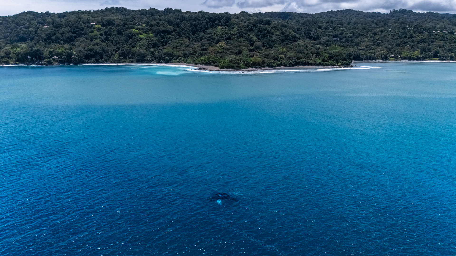 Humpback Whales | Playa Matapalo, Costa Rica