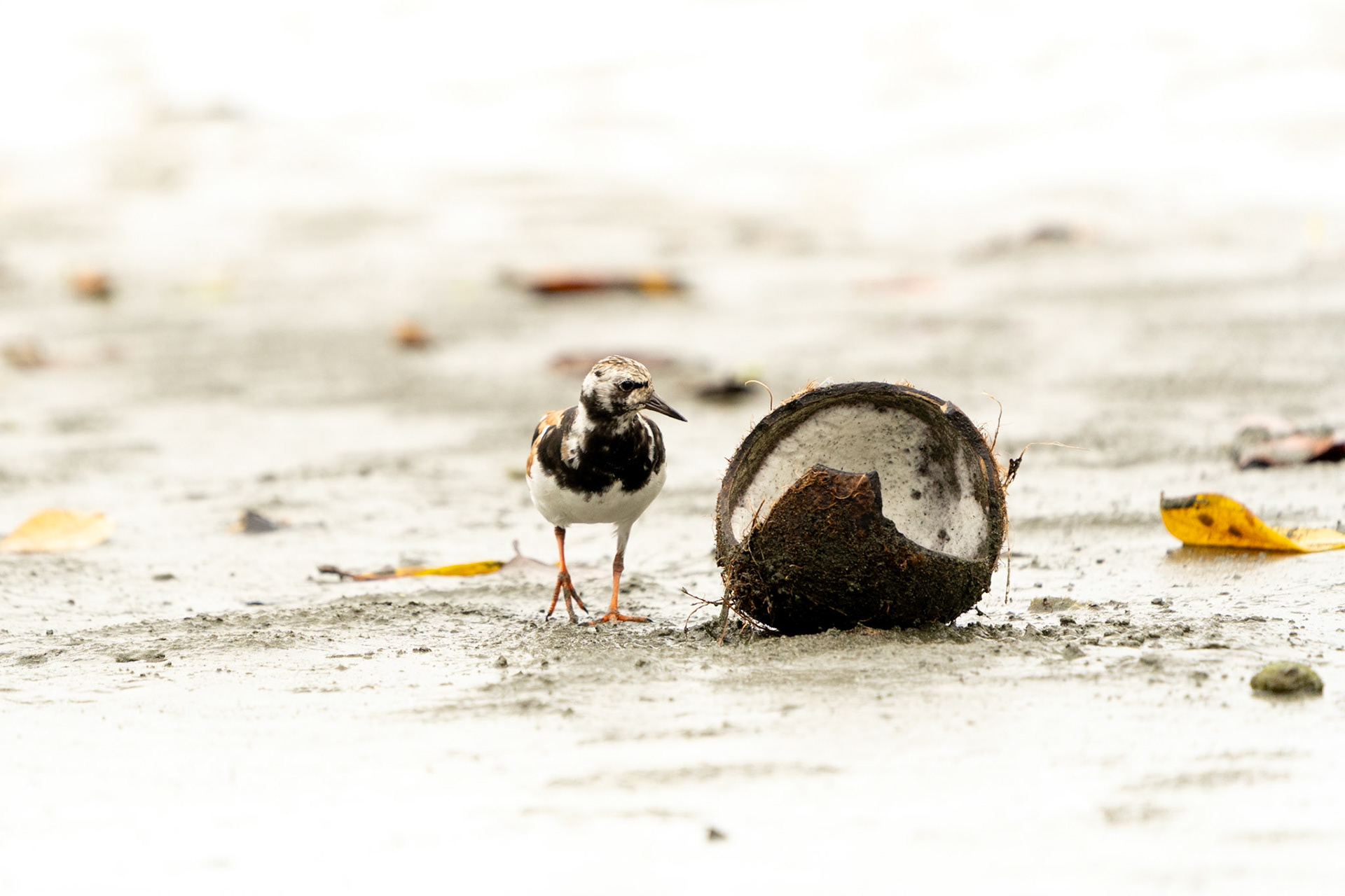 Ruddy Turnstone | Puerto Jiménez, Osa Peninsula