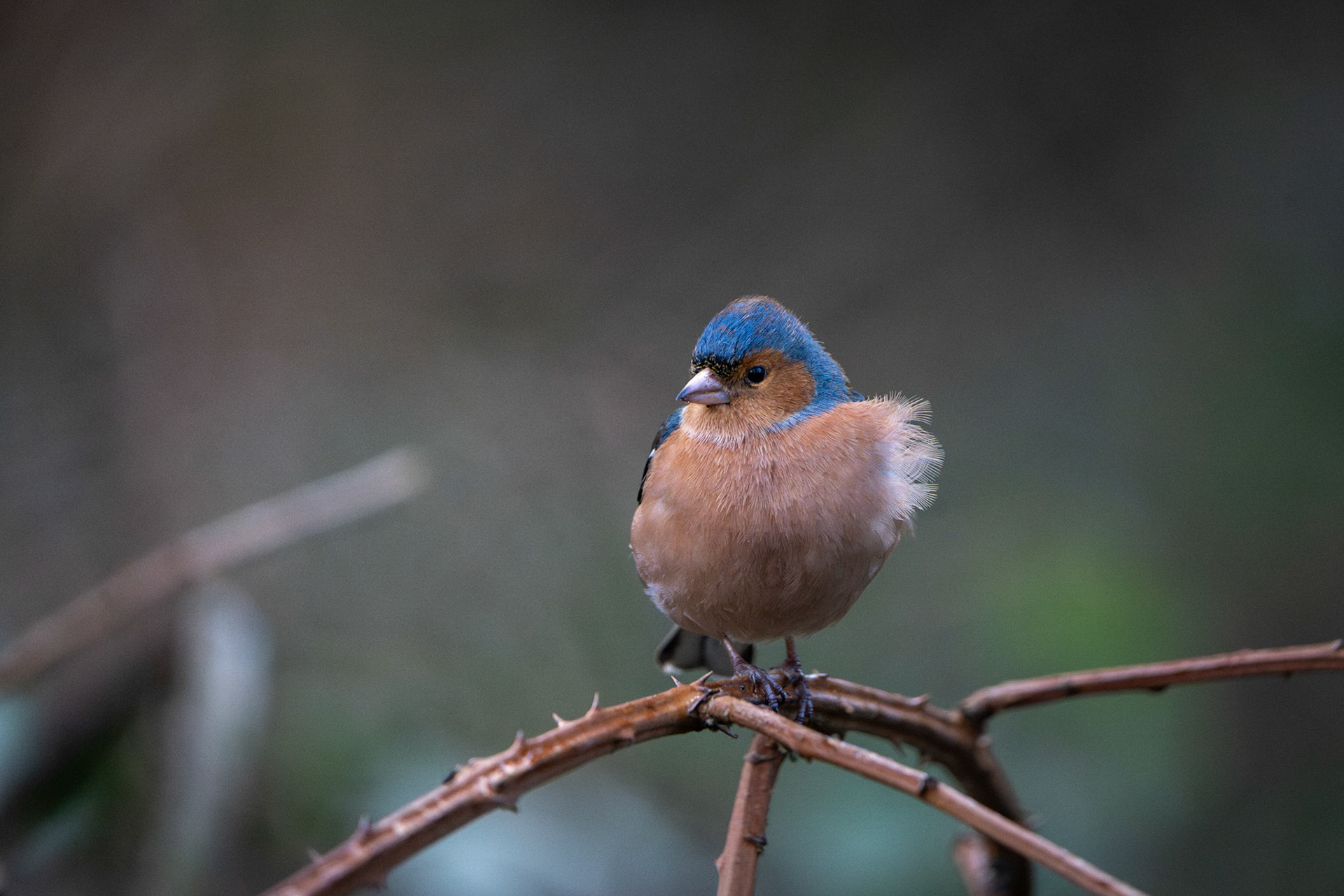 Eurasian Chaffinch (Male) | Inch Wildfowl Reserve, Co. Donegal