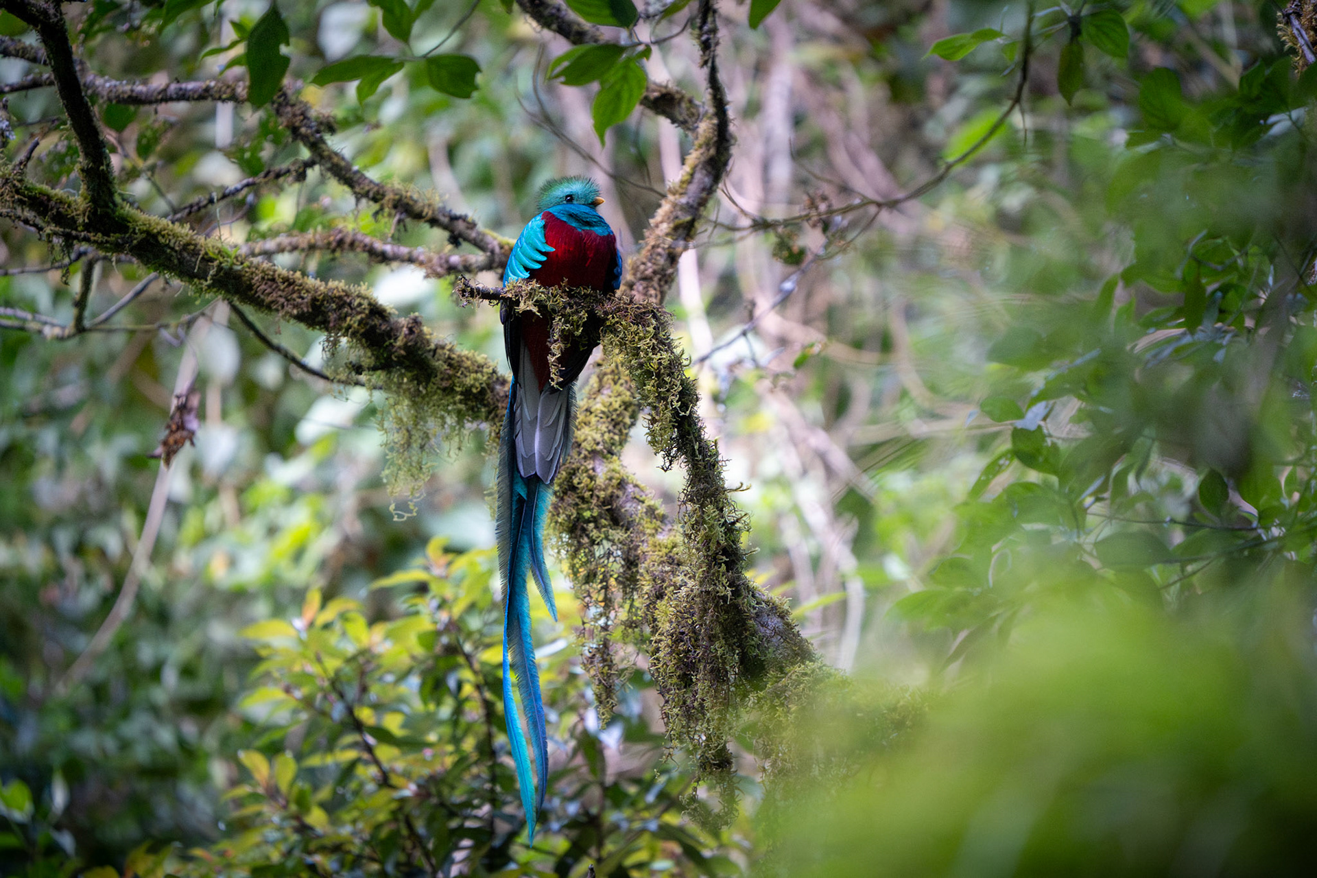 Resplendent Quetzal | San Gerardo de Dota
