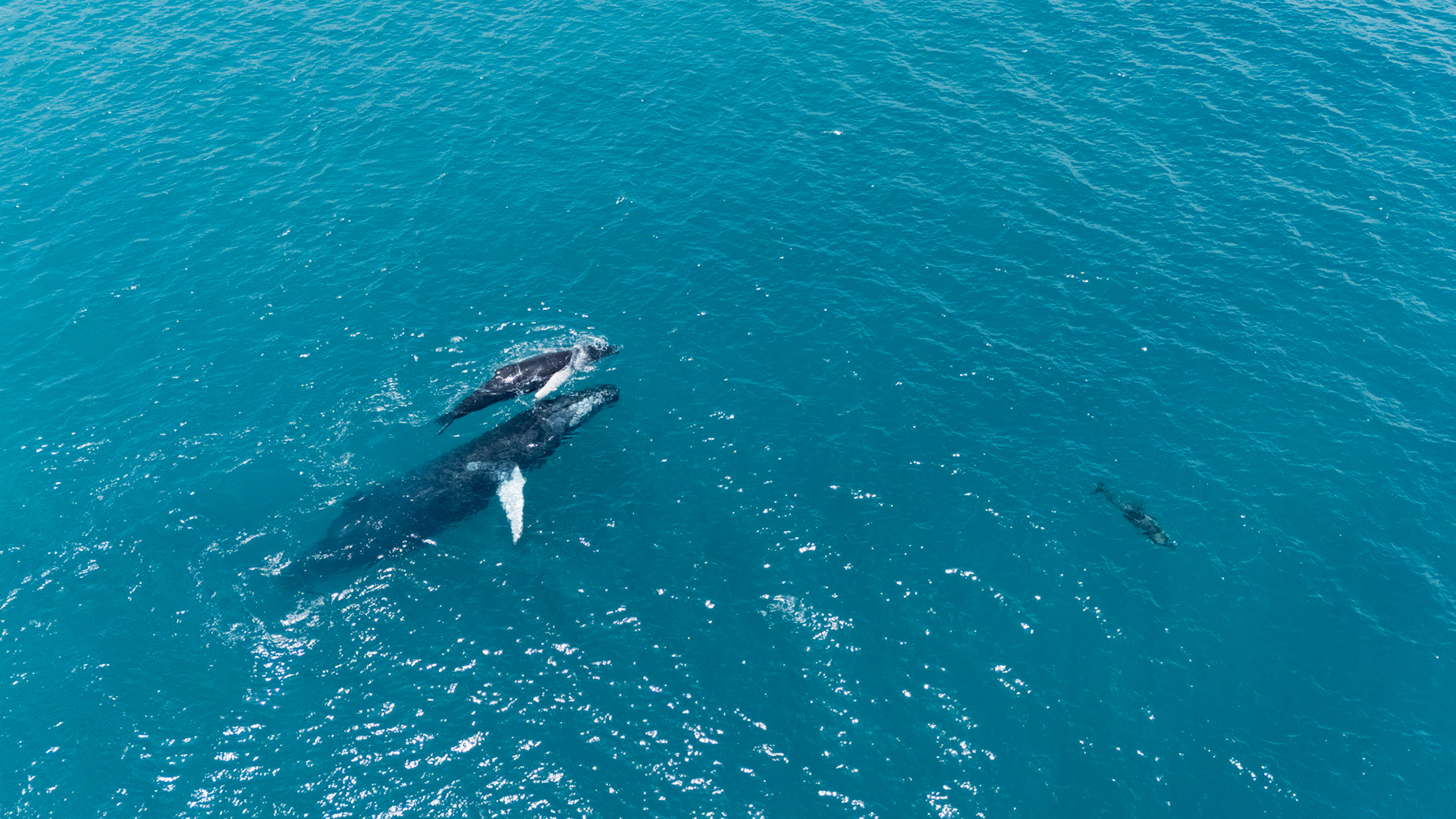 Humpback Whales and Spinner Dolphins | Golfo Dulce, Costa Rica