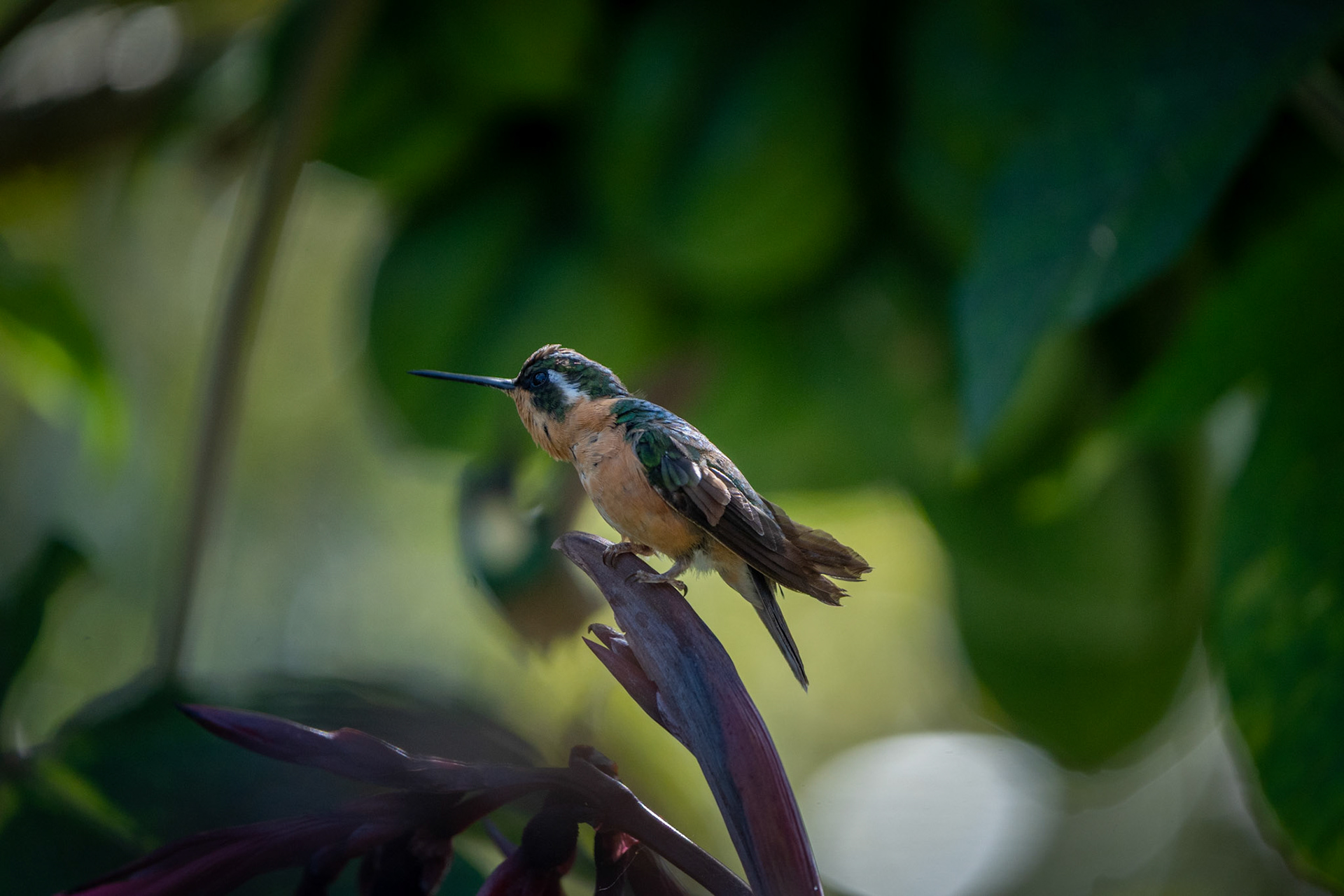 White-throated Mountaingem (Female) | San Gerardo de Dota