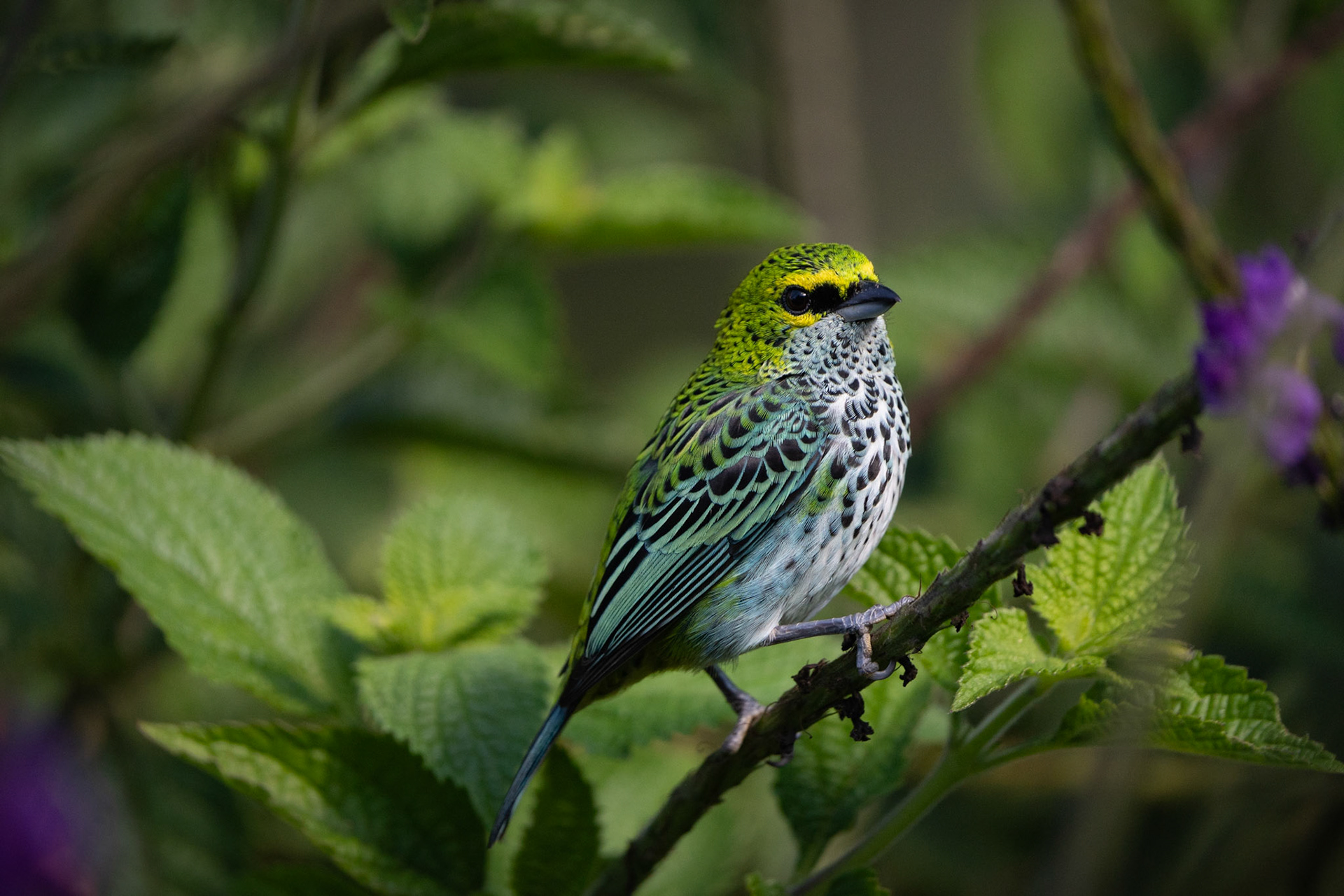 Speckled Tanager | San Gerardo de Rivas