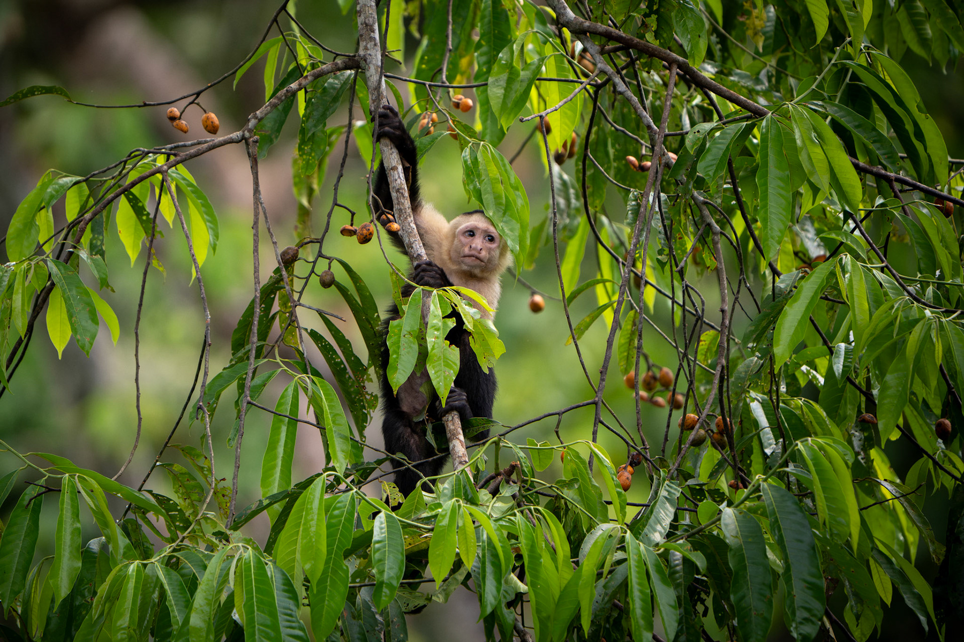 Capuchin Monkey | Osa Peninsula