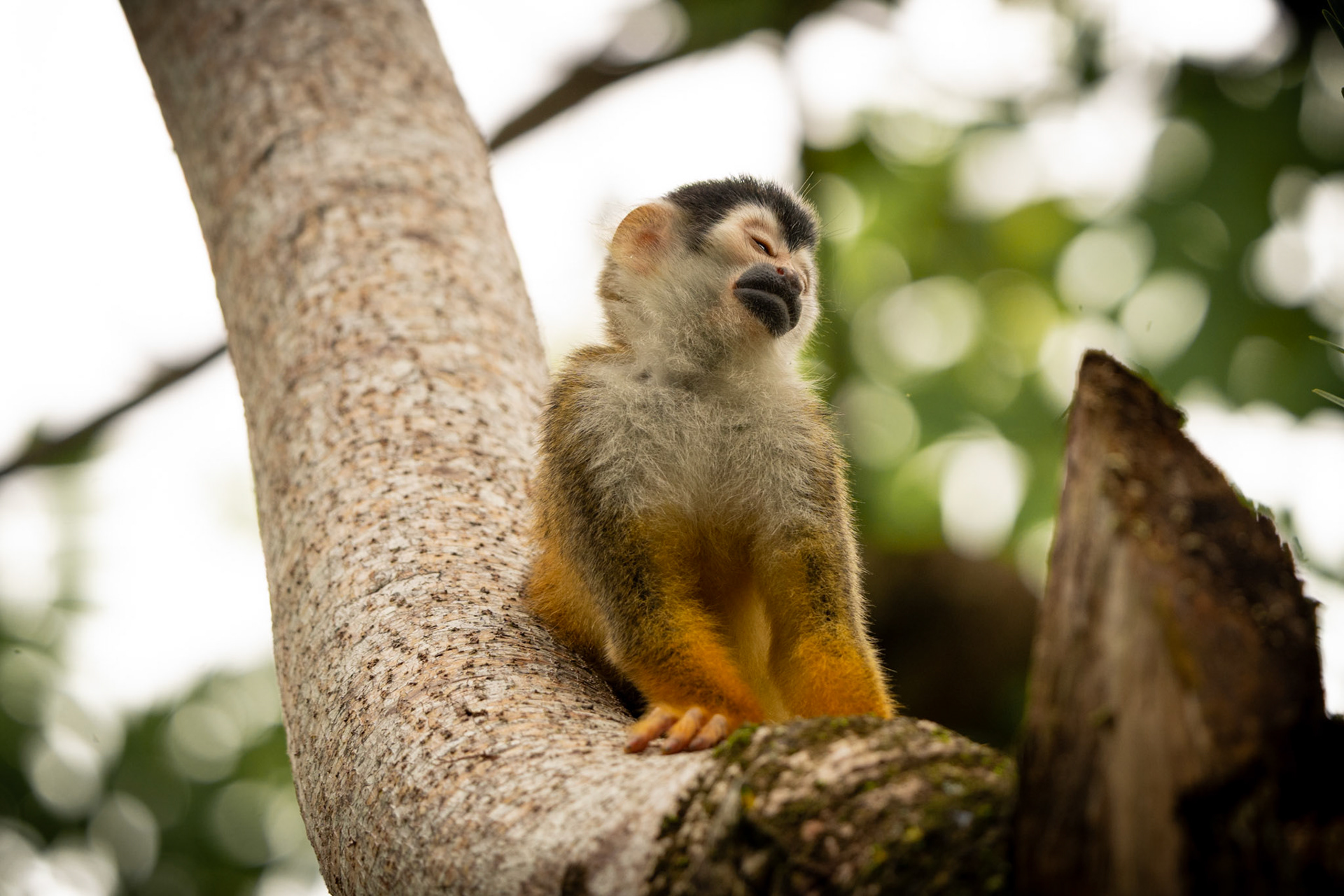 Squirrel Monkey | Puerto Jiménez, Osa Peninsula