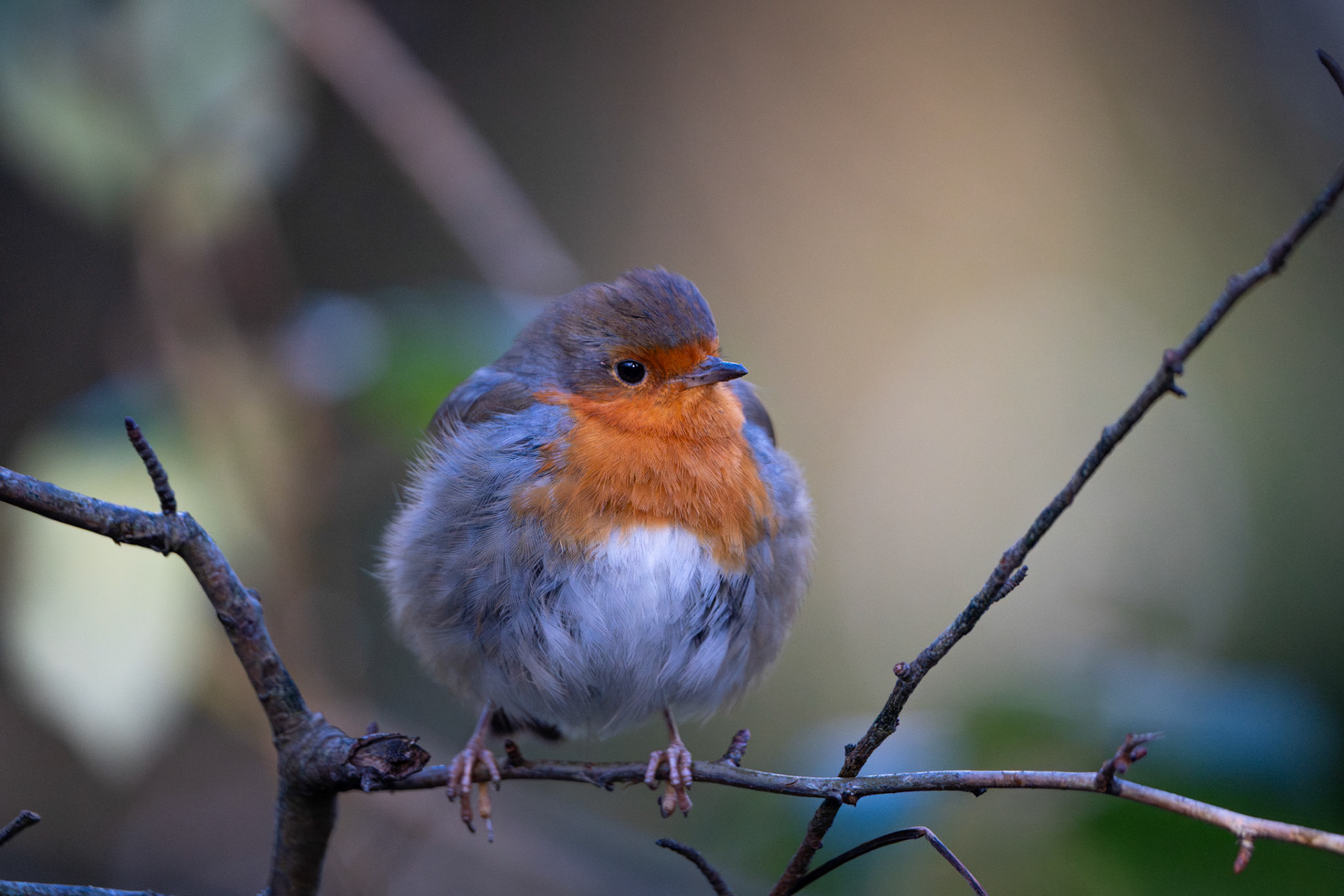 Eurasian Robin | Inch Wildfowl Reserve, Co. Donegal