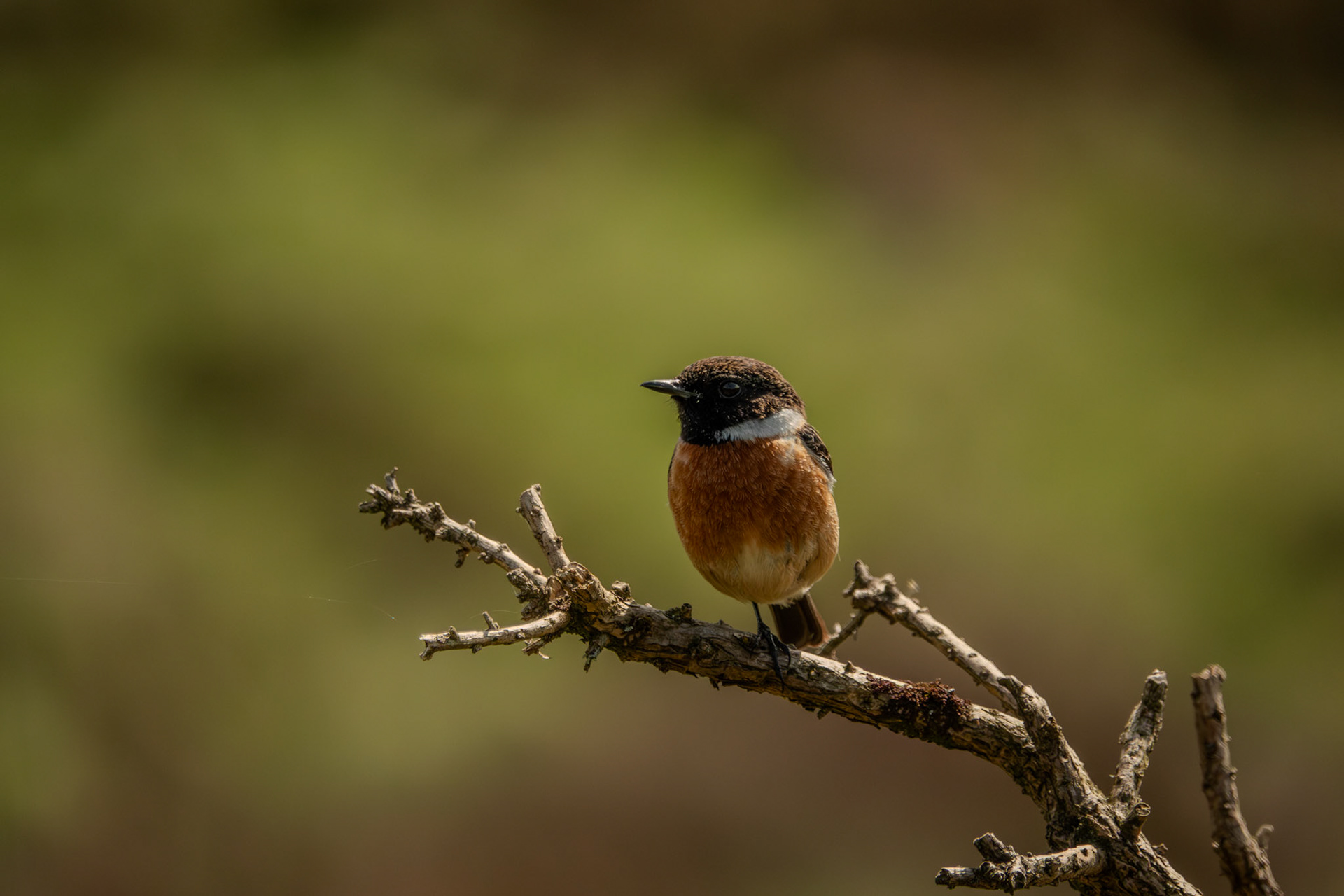 Stonechat | Dunbur Head, Co. Wicklow