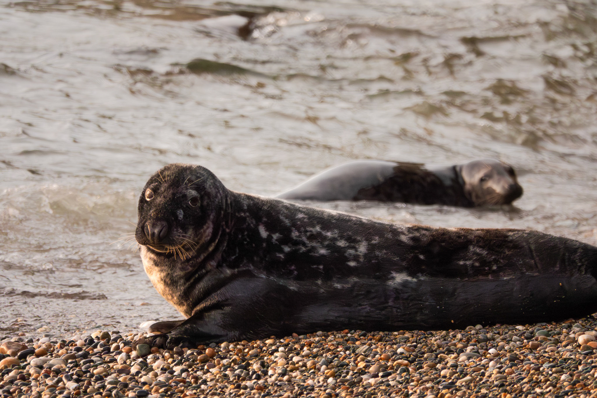 Grey Seals | Ceann Bhríde, Co. Wicklow
