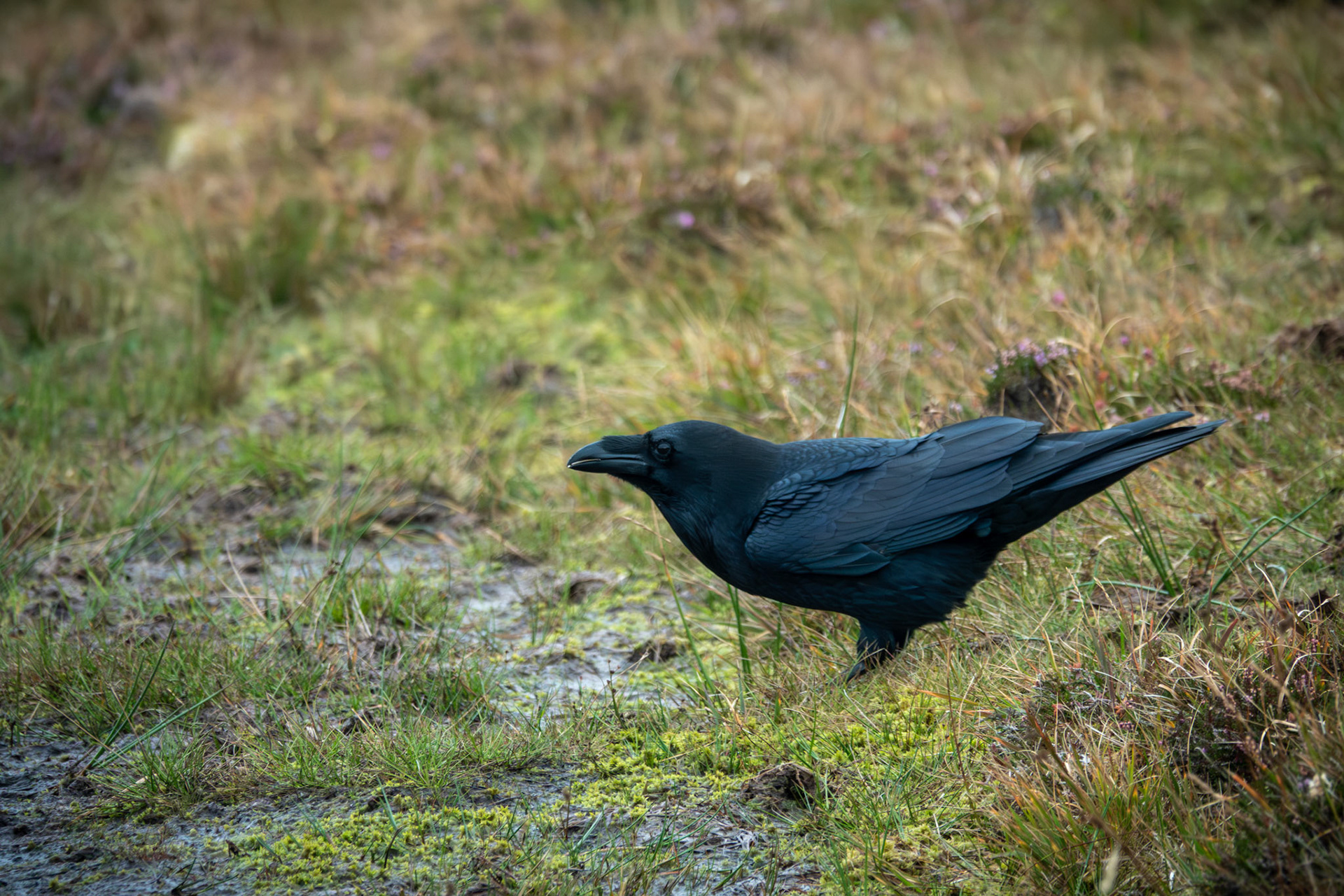 Common Raven | Great Blasket Island, Co. Kerry