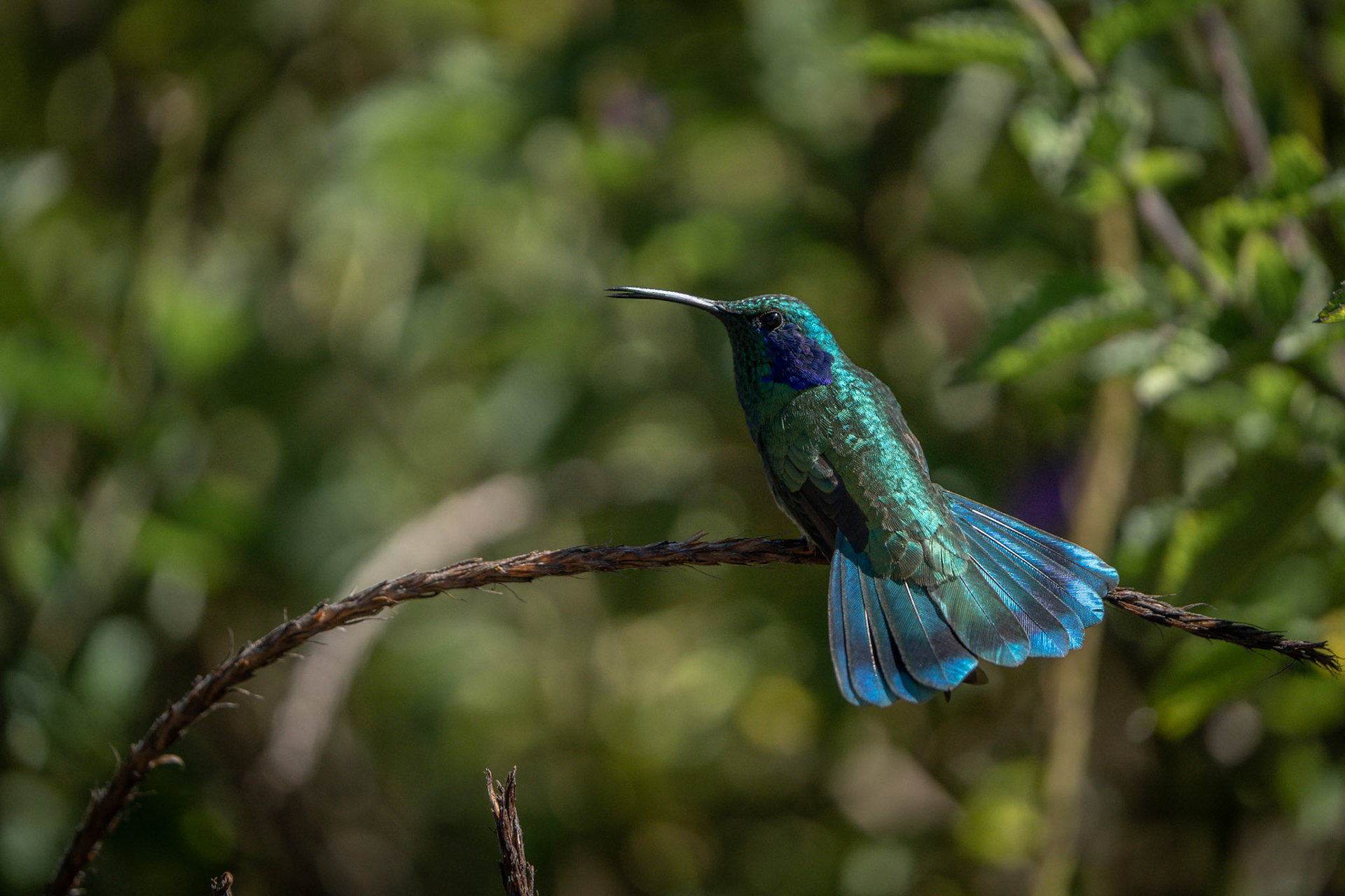 Mountain Violetear | San Gerardo de Dota