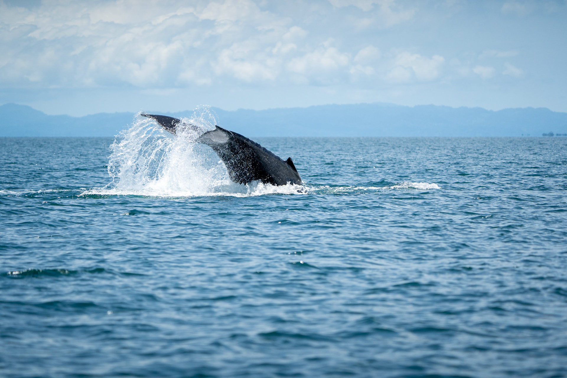 Humpback Whale | Golfo Dulce, Osa Peninsula