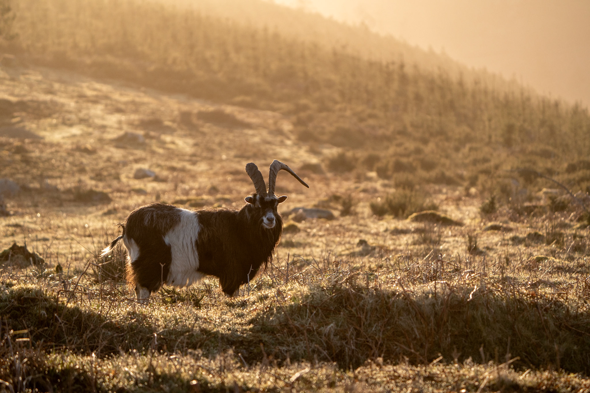 Wild Goat | Glendalough, Co. Wicklow