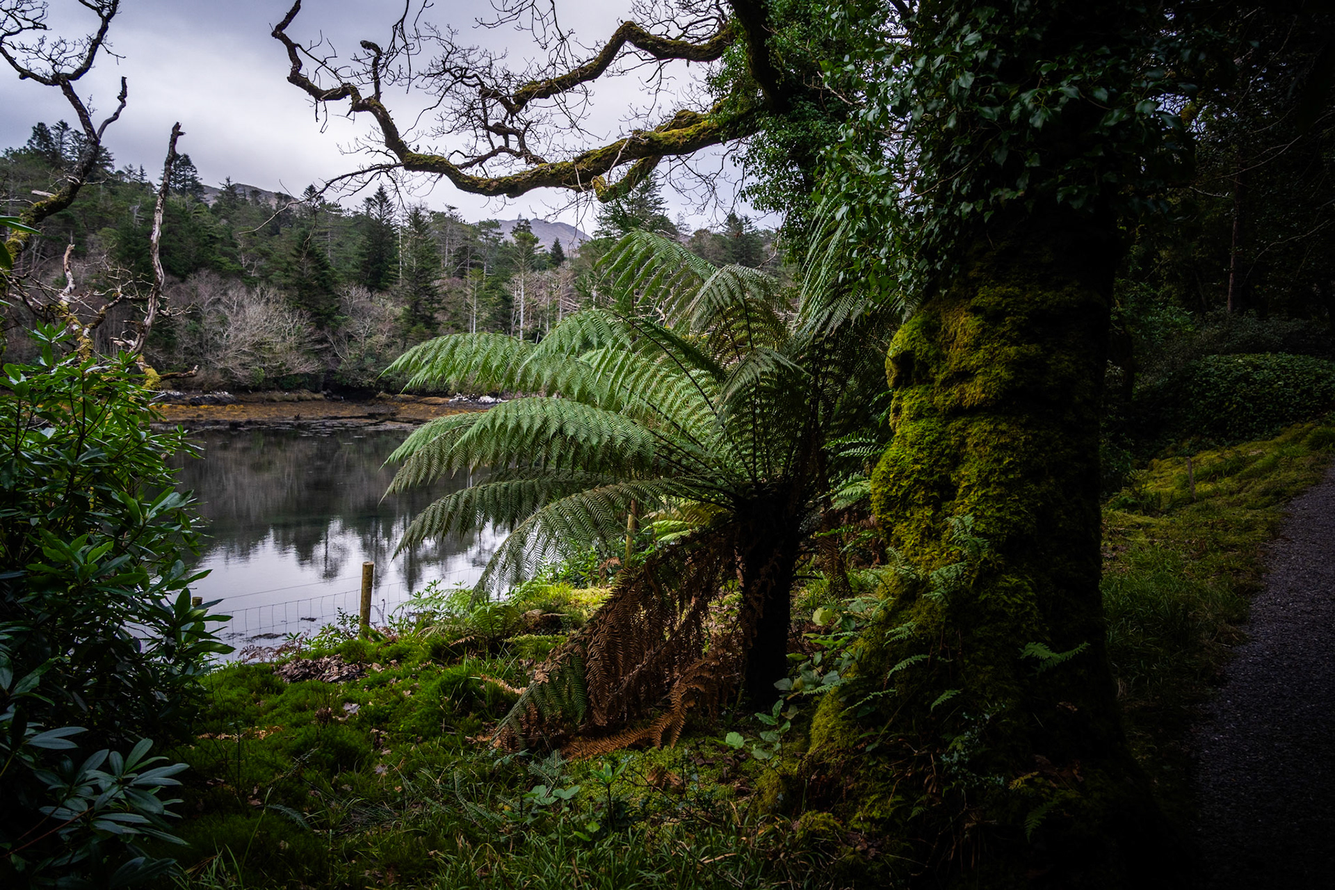 Derreen Gardens | Lauragh, Co. Kerry