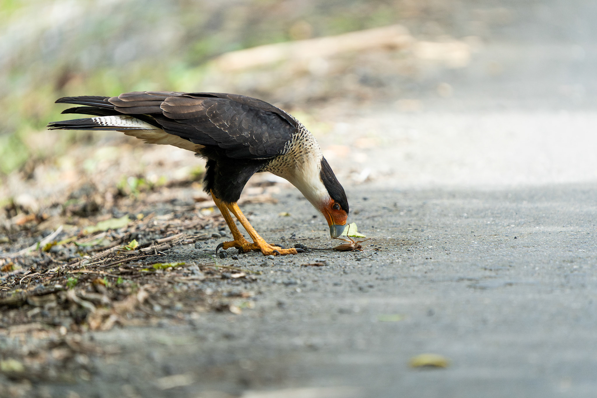 Crested Caracara | Finca Corozal, Osa Peninsula