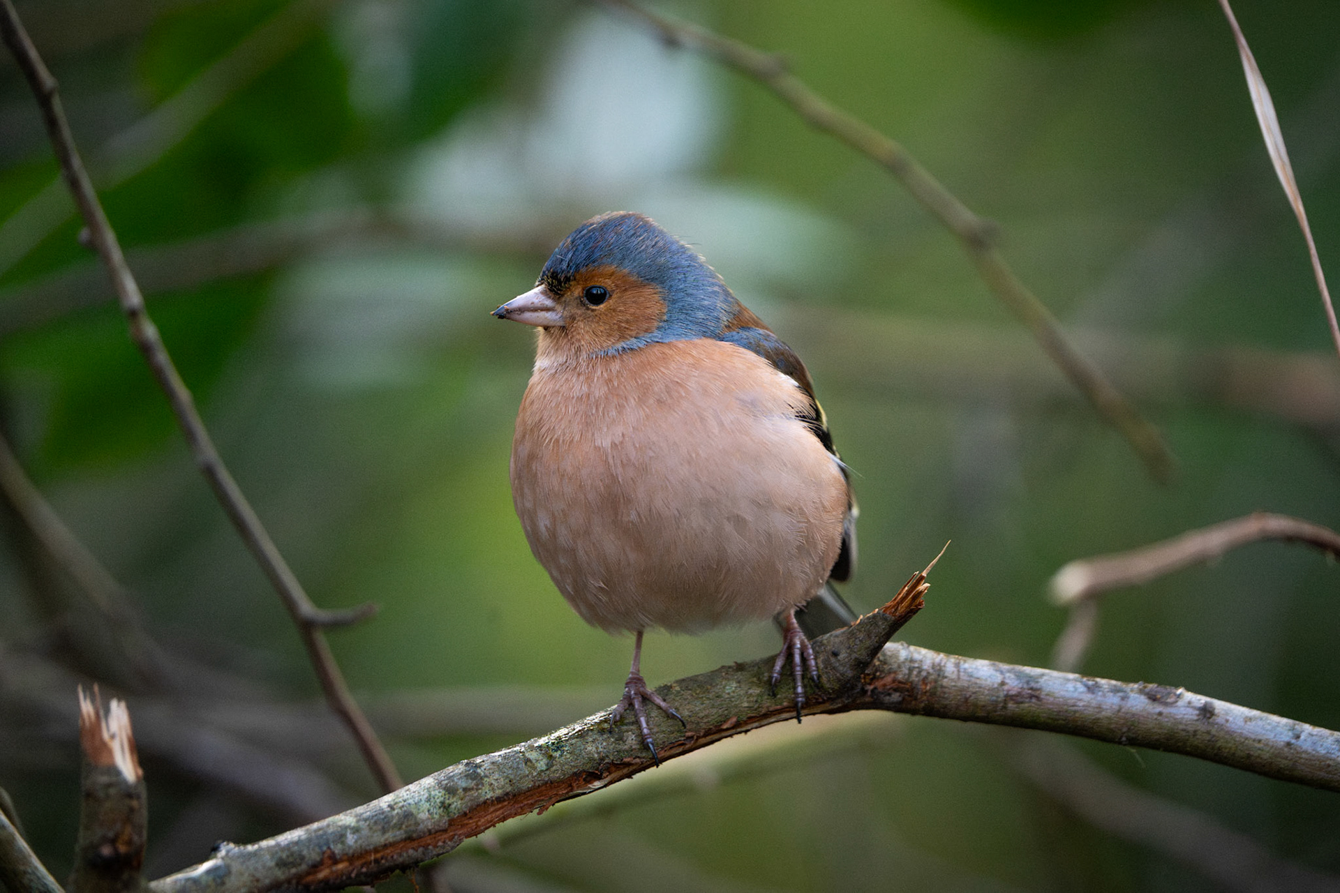 Eurasian Chaffinch (Male) | Inch Wildfowl Reserve, Co. Donegal