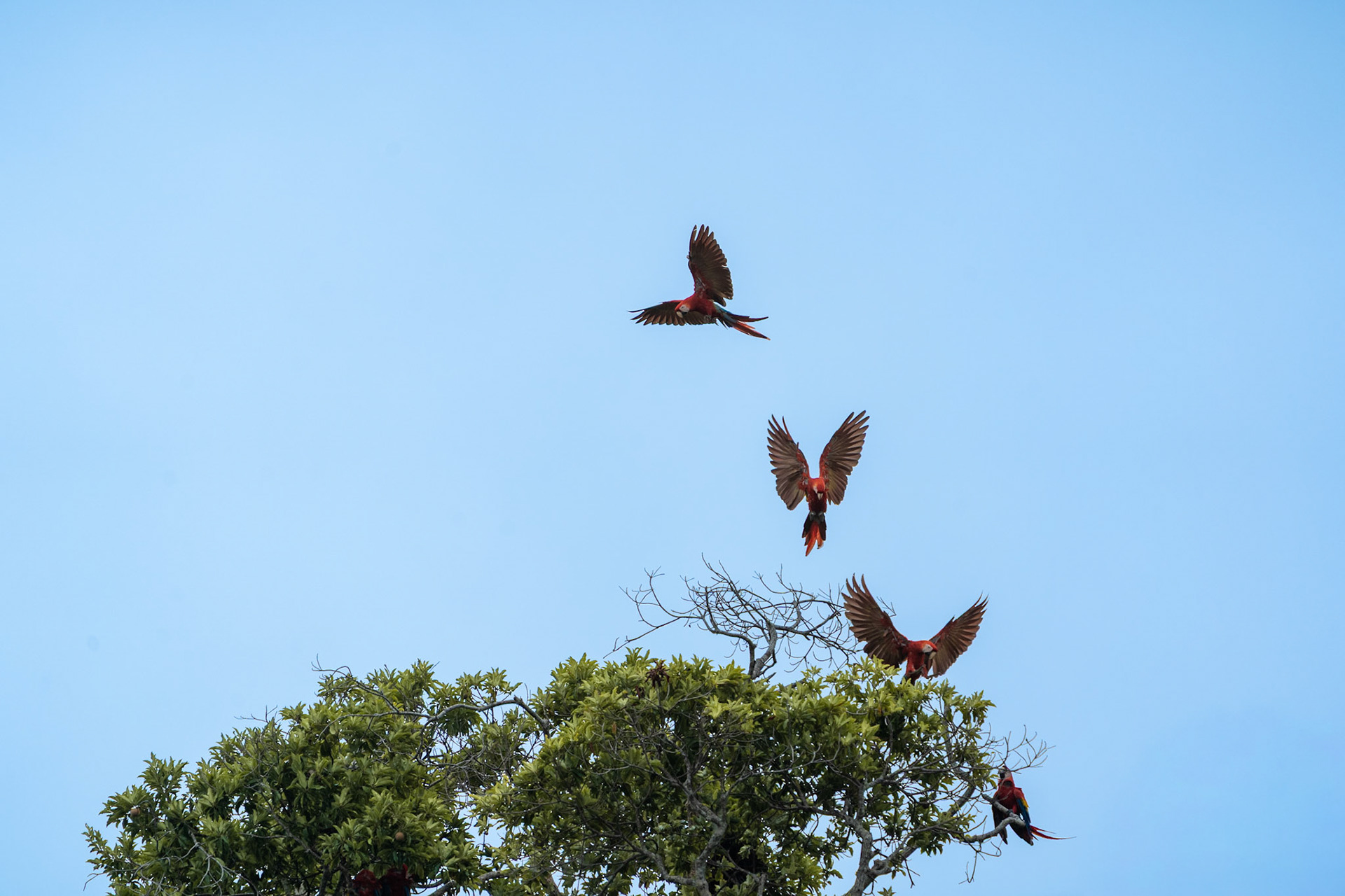 Scarlet Macaws | Jacó