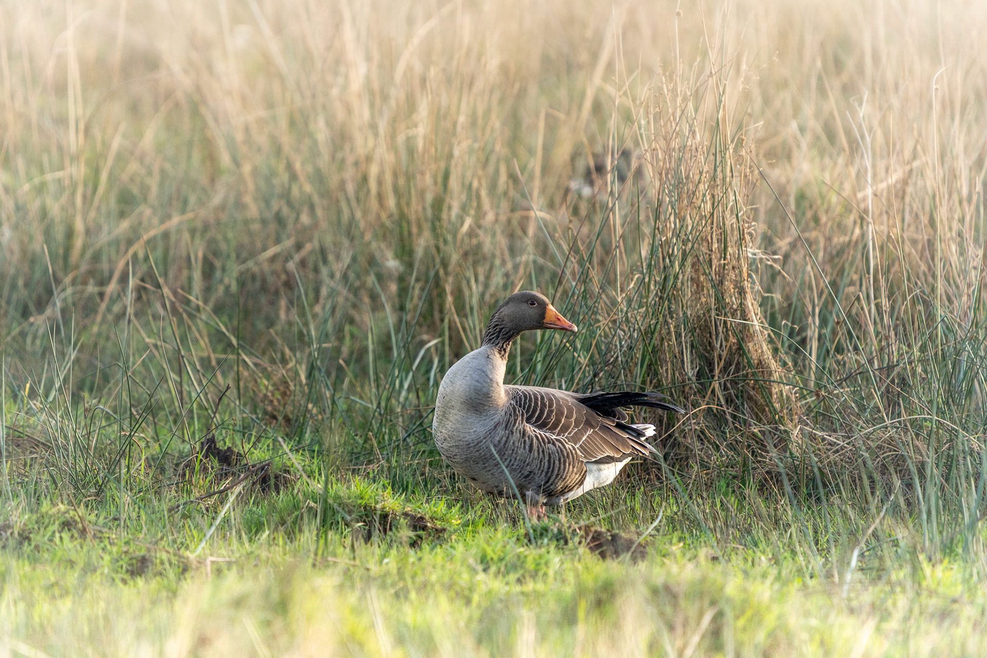 Greylag Goose | Inishowen Peninsula, Co. Donegal