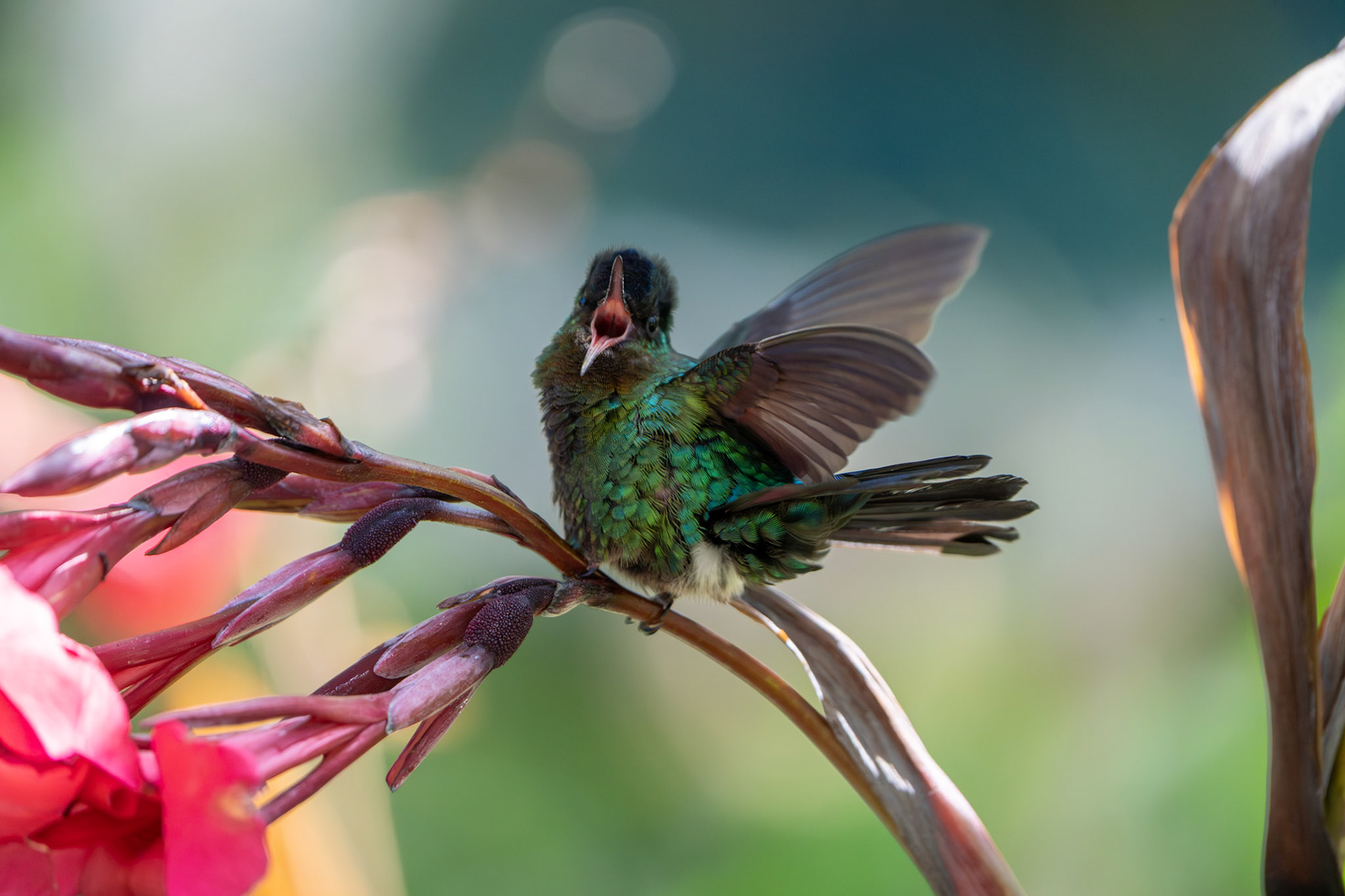 Fiery -thorated Hummingbird | San Gerardo de Dota