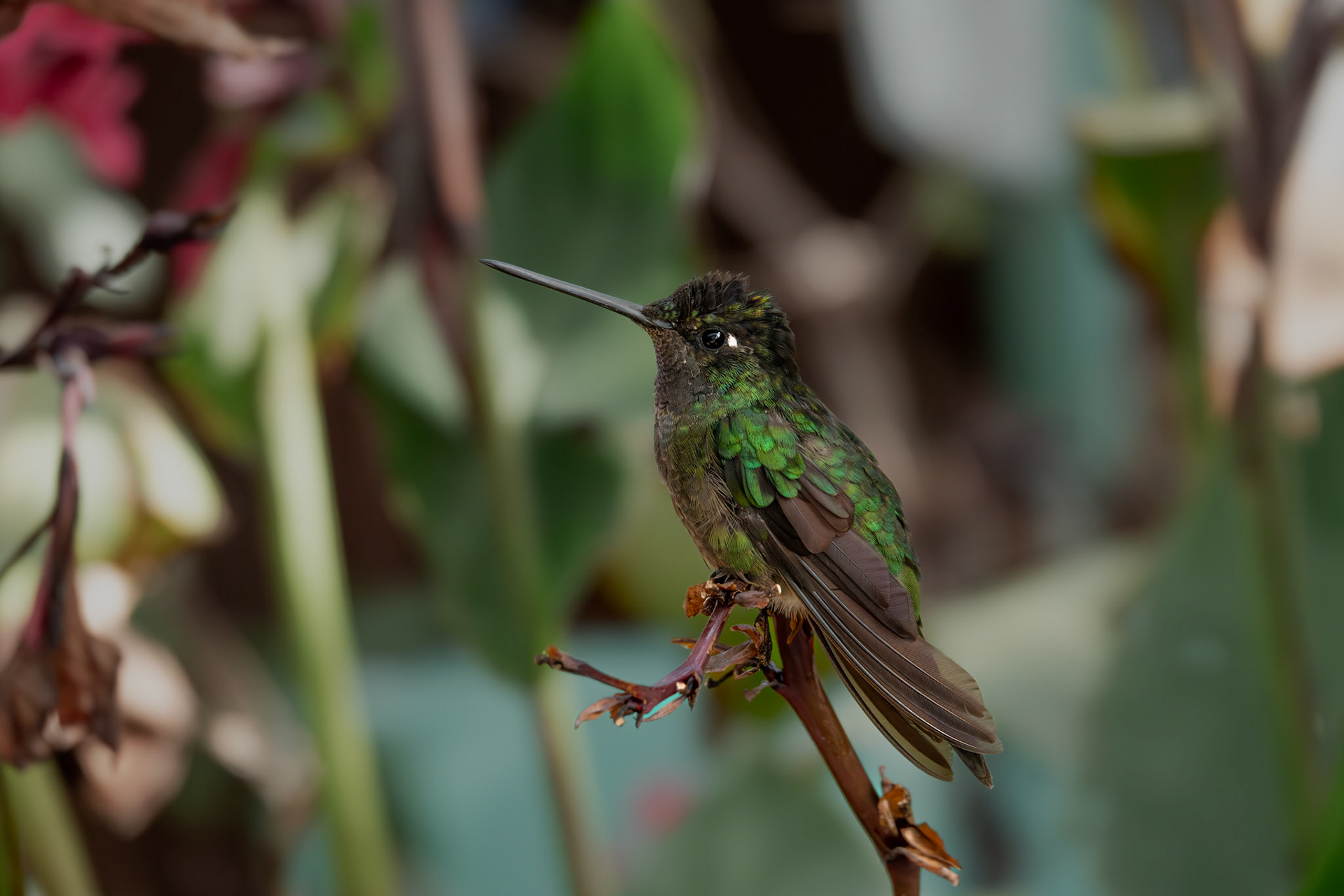 Hummingbird | San Gerardo de Dota