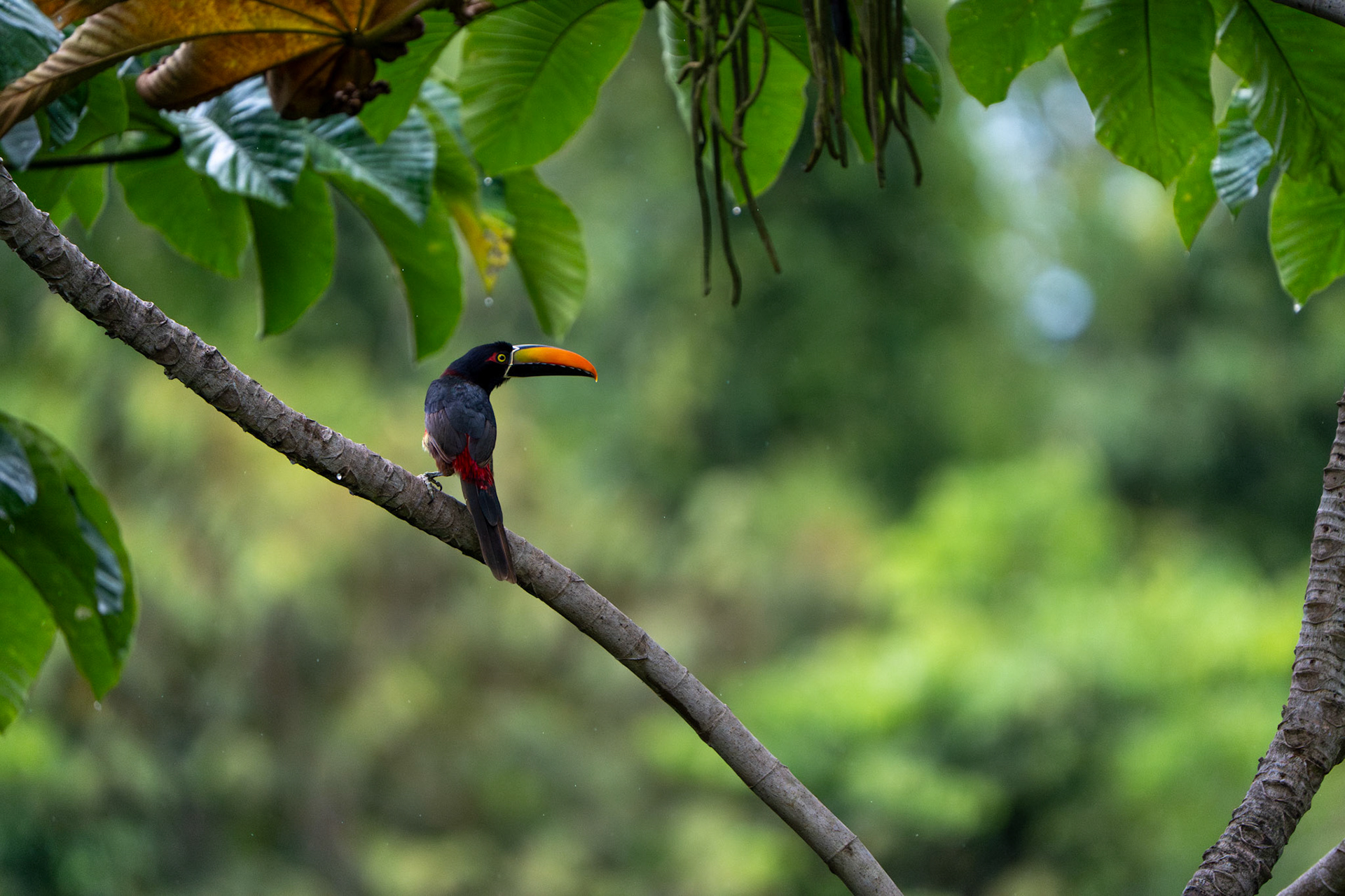 Fiery-billed Aracari | Osa Peninsula
