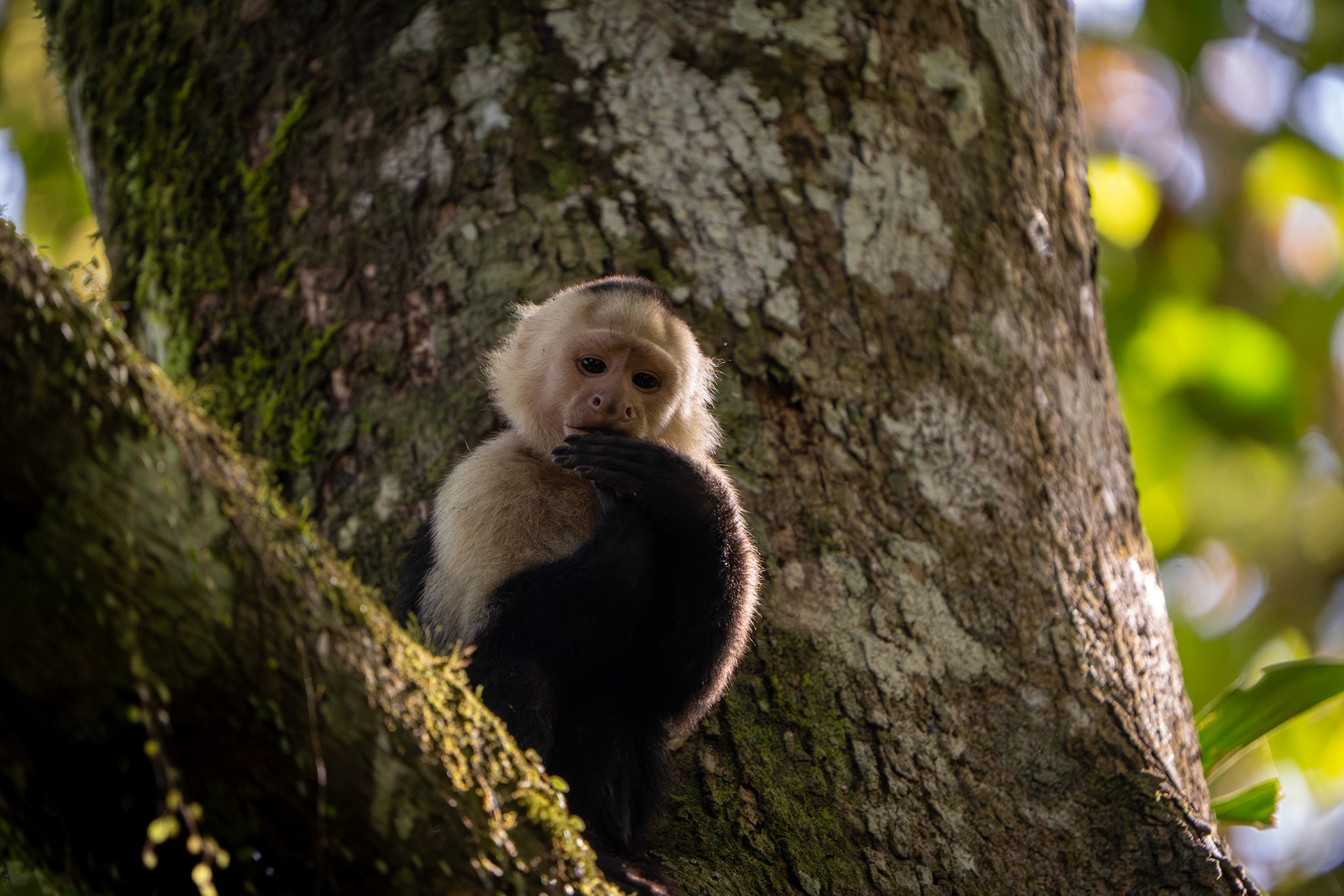 Capuchin Monkey | Osa Peninsula