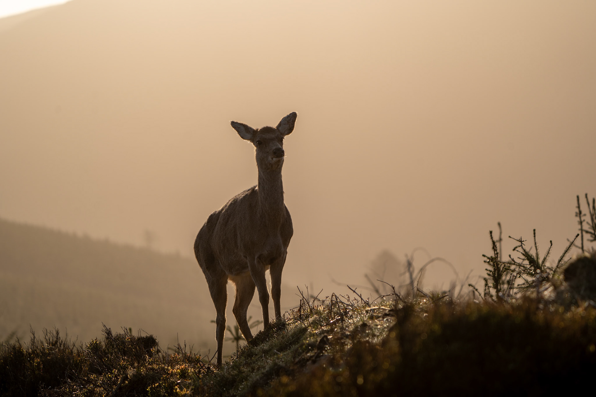 Red Deer | Glendalough, Co. Wicklow