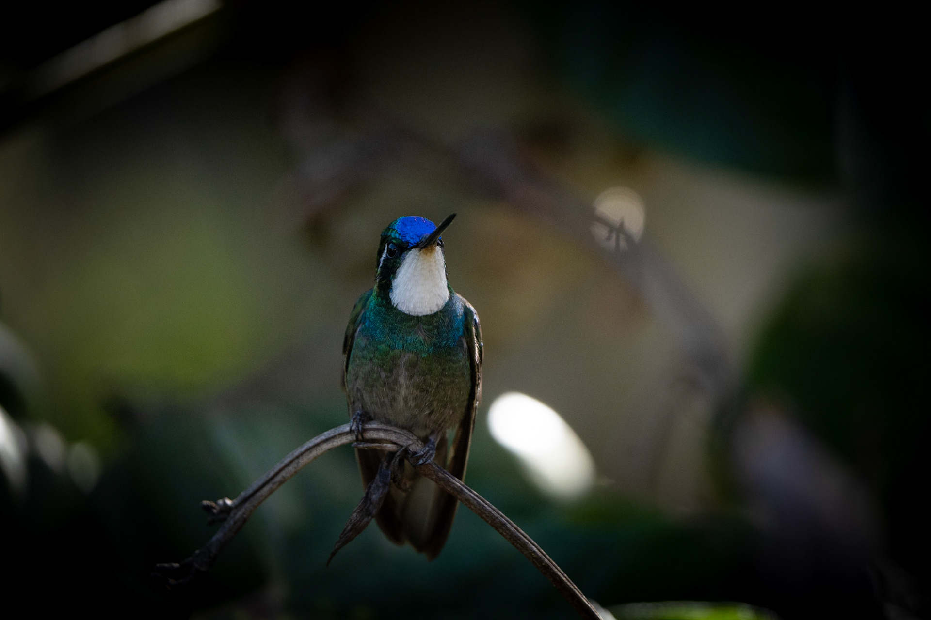 White-throated Mountaingem (Male) | San Gerardo de Dota
