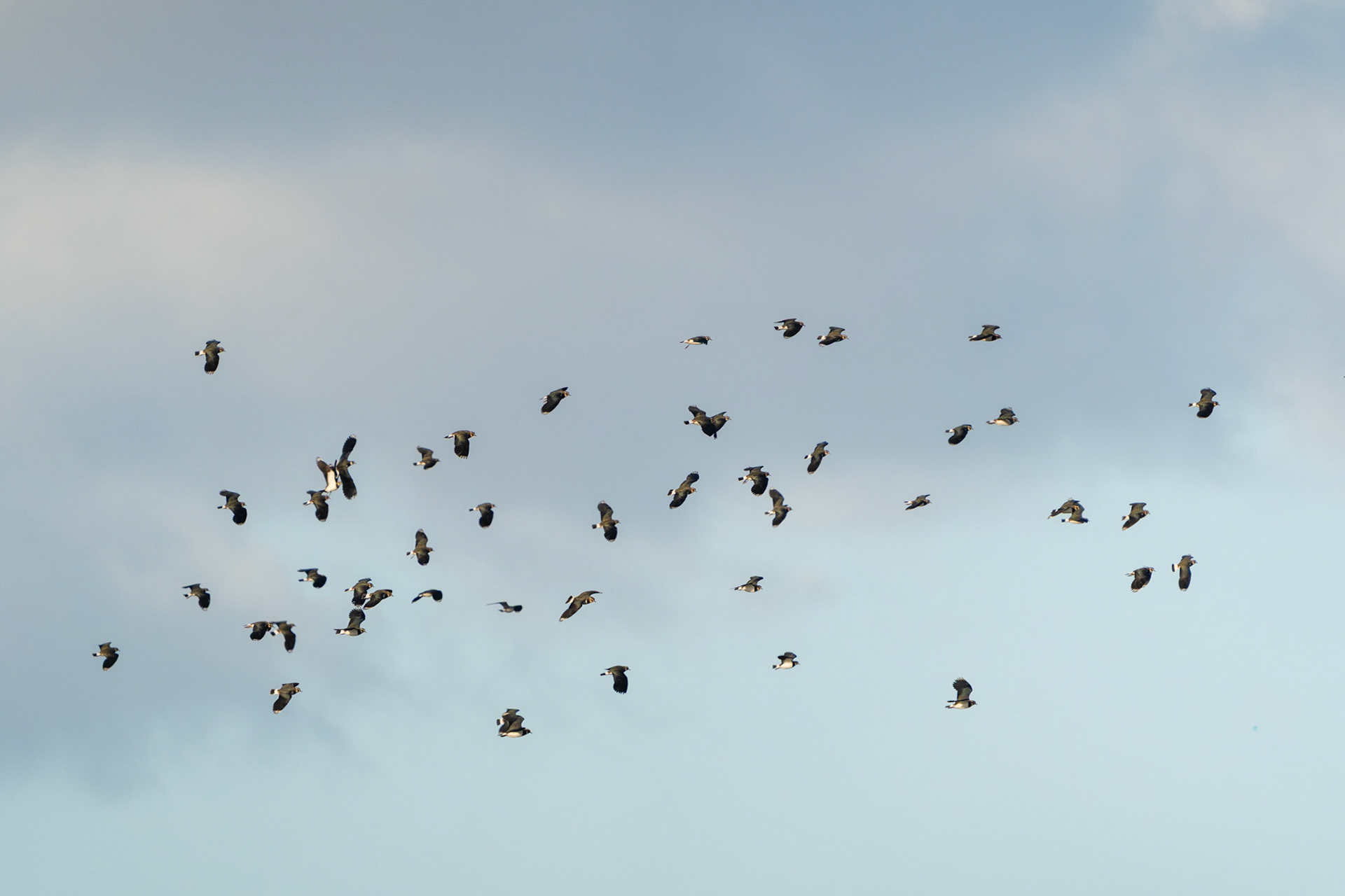 Eurasian Lapwings | Inch Island, Co. Donegal