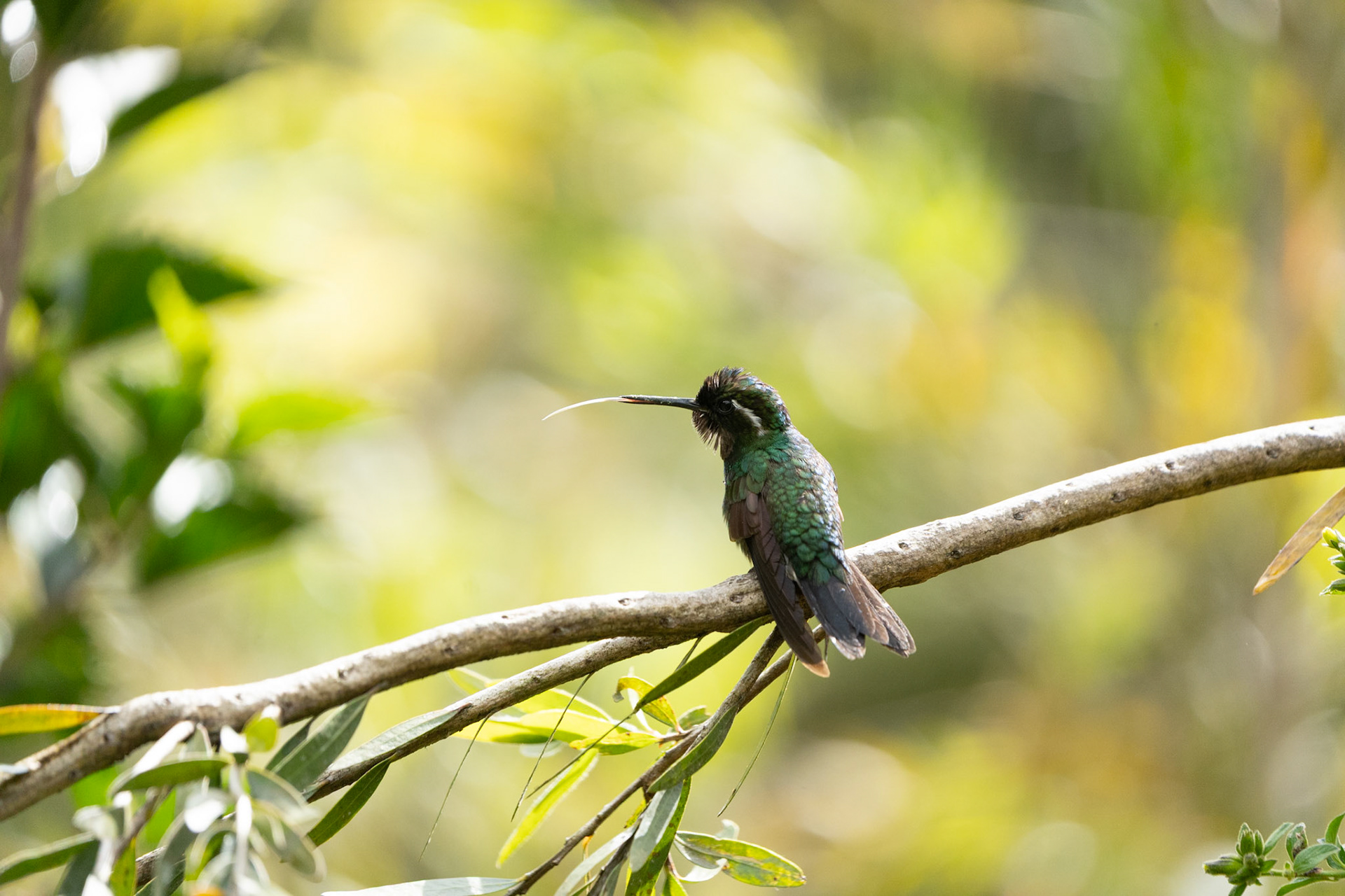 White-throated Mountaingem (Male) | San Gerardo de Dota