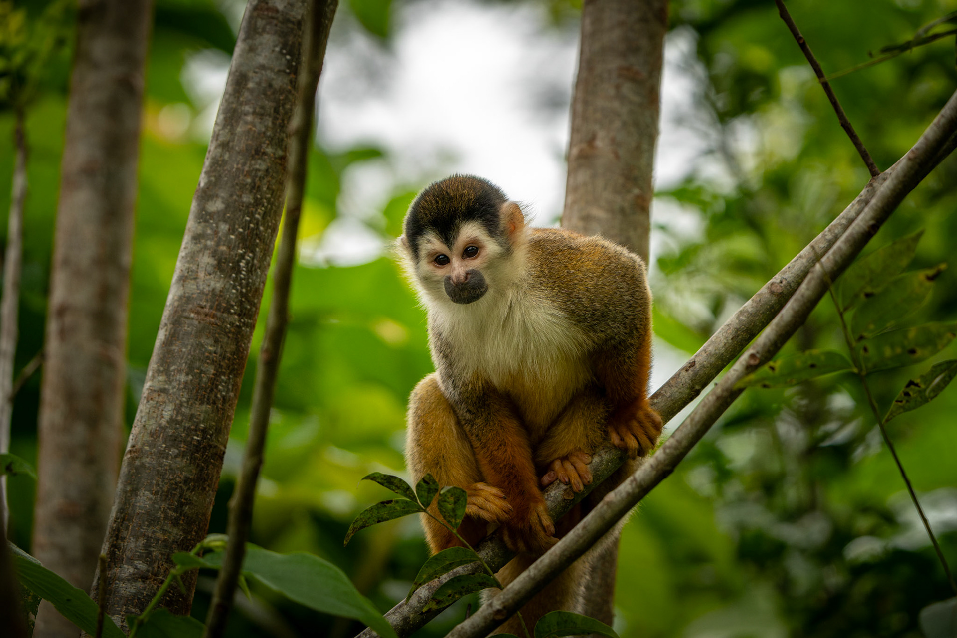 Squirrel Monkey | Puerto Jiménez, Osa Peninsula