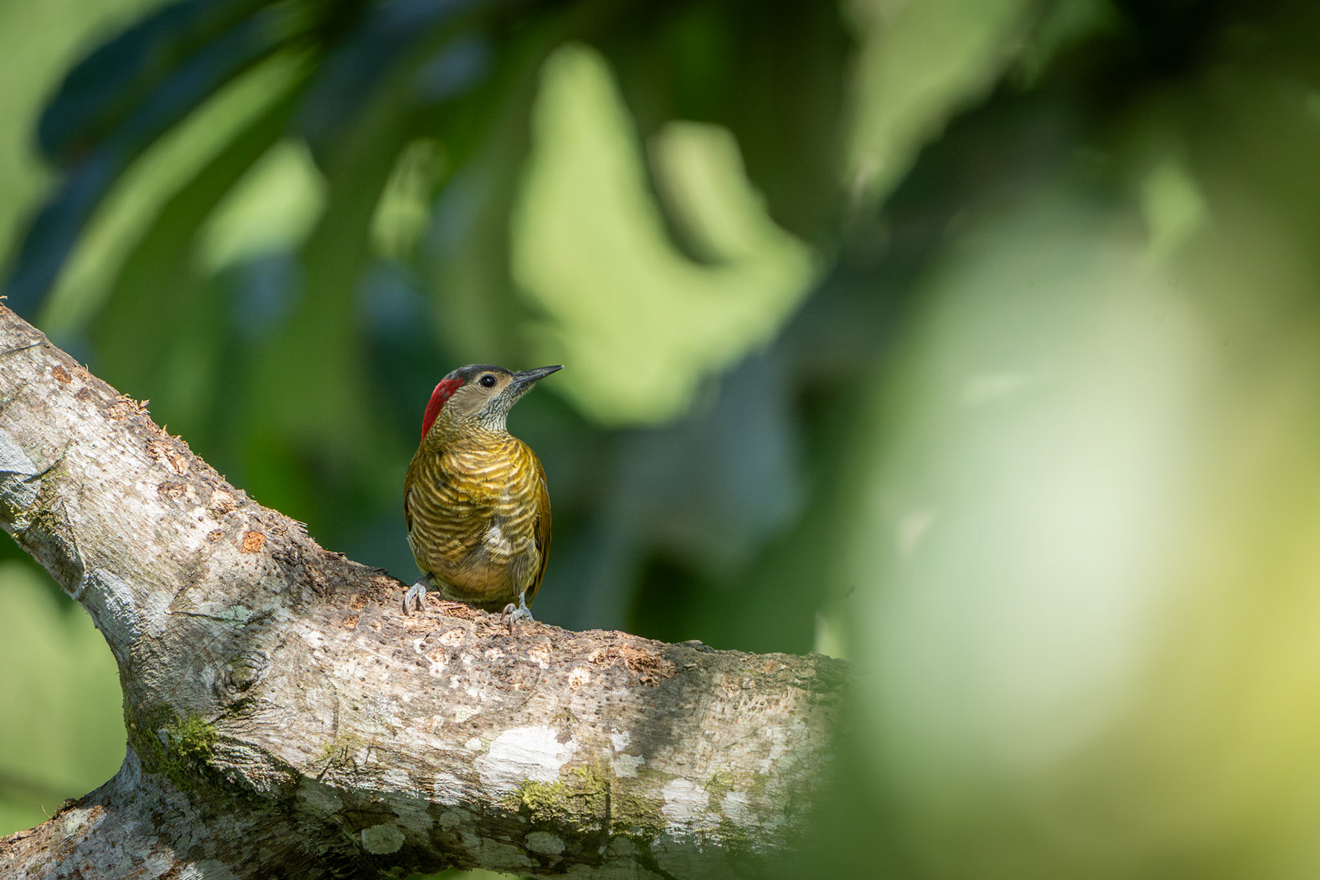 Golden-Olive Woodpecker (Female) | San Gerardo de Rivas