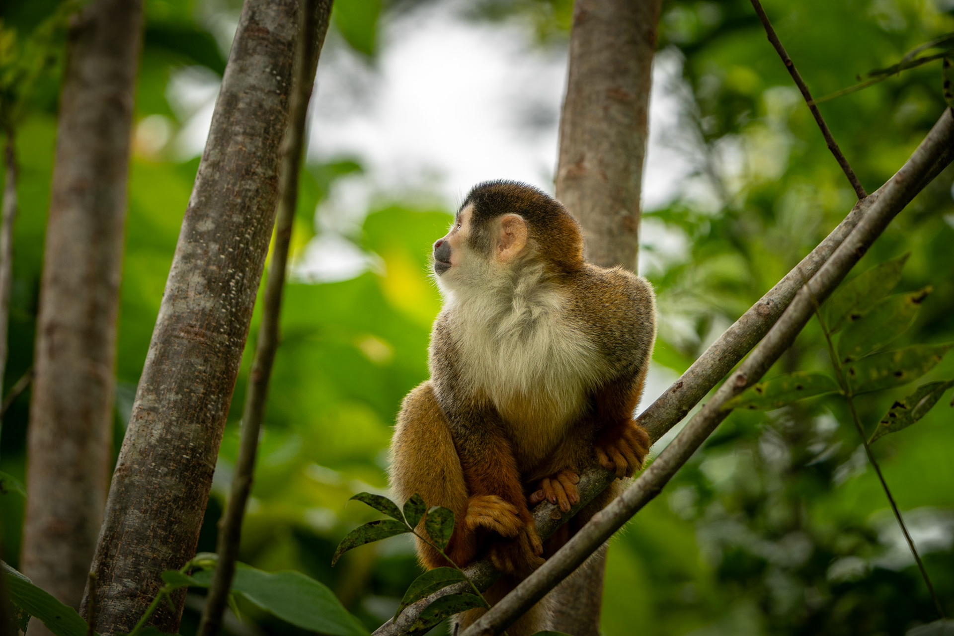 Squirrel Monkey | Puerto Jiménez, Osa Peninsula