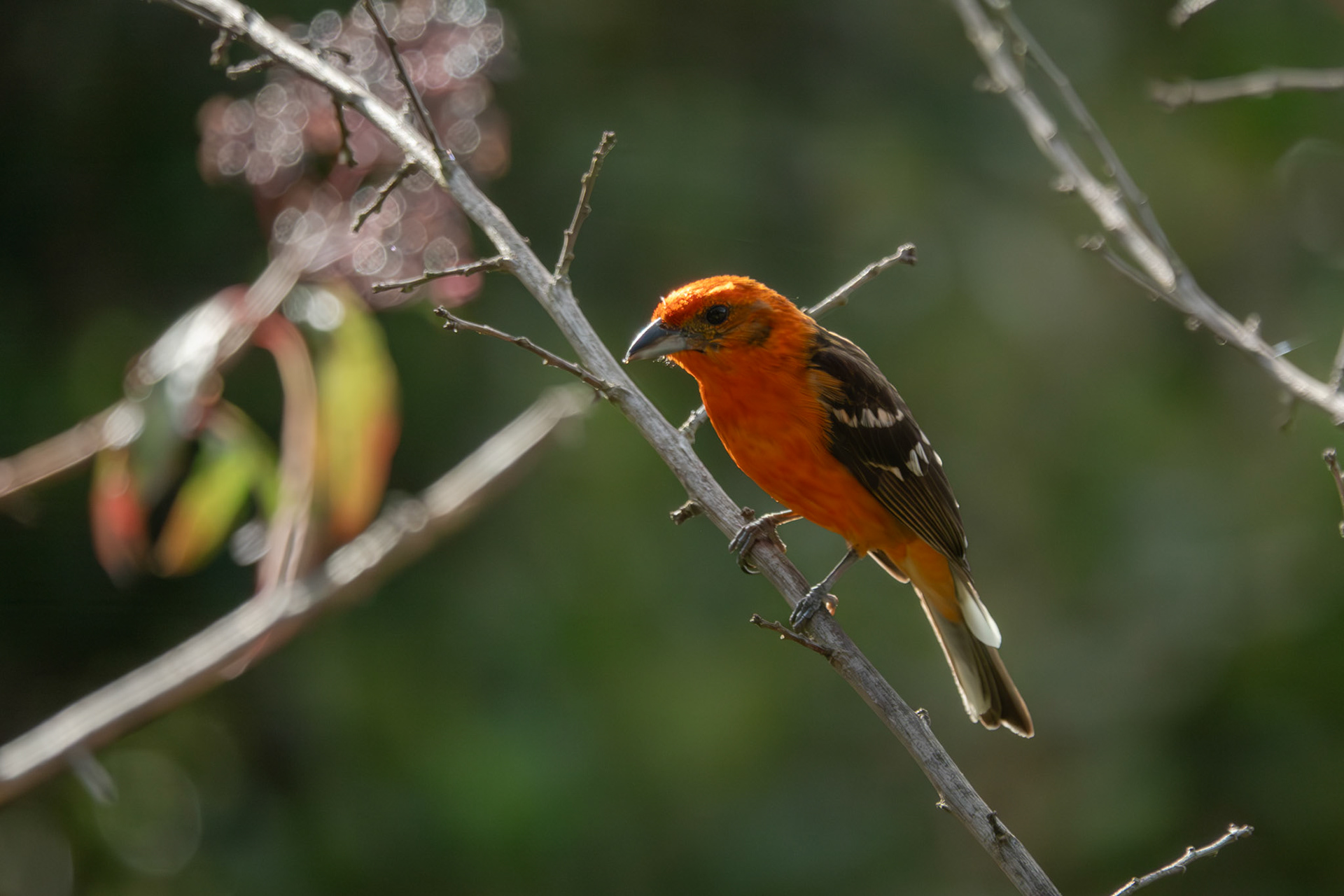 Flame-colored Tanager | San Gerardo de Dota