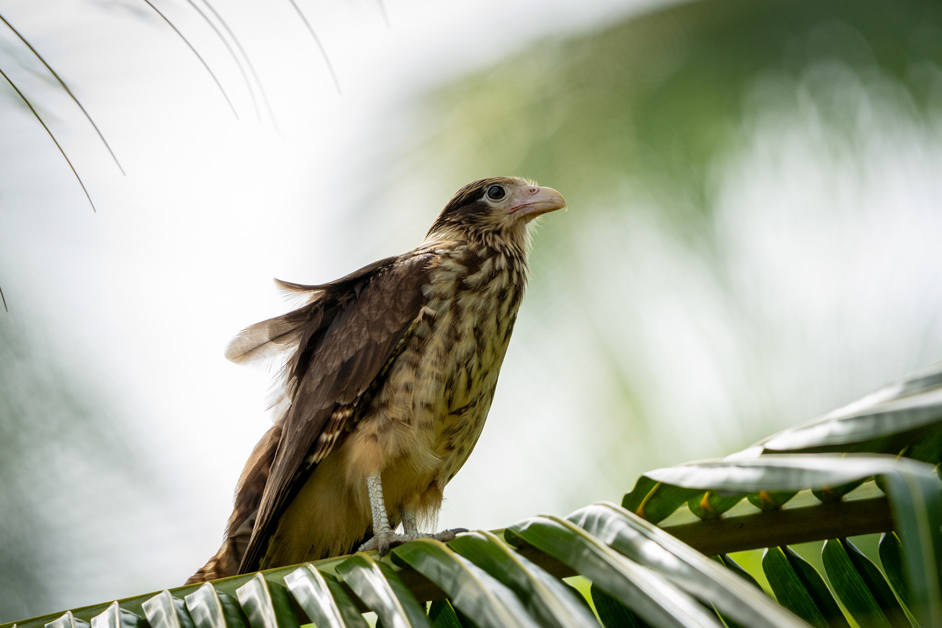Yellow-headed Caracara | Playa Sándalo, Osa Peninsula
