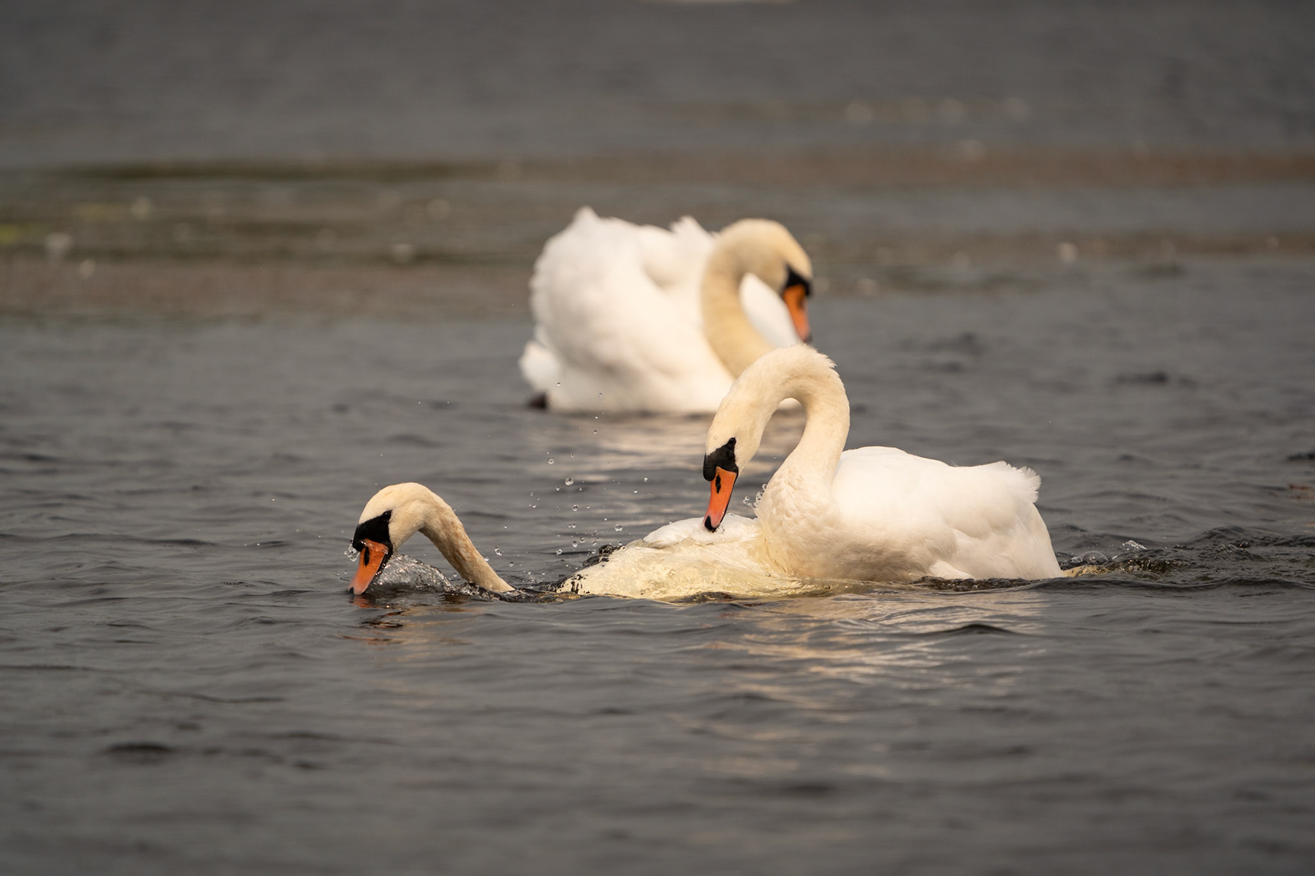 Mating Mute Swans | Lough Inchiquin, Co. Clare
