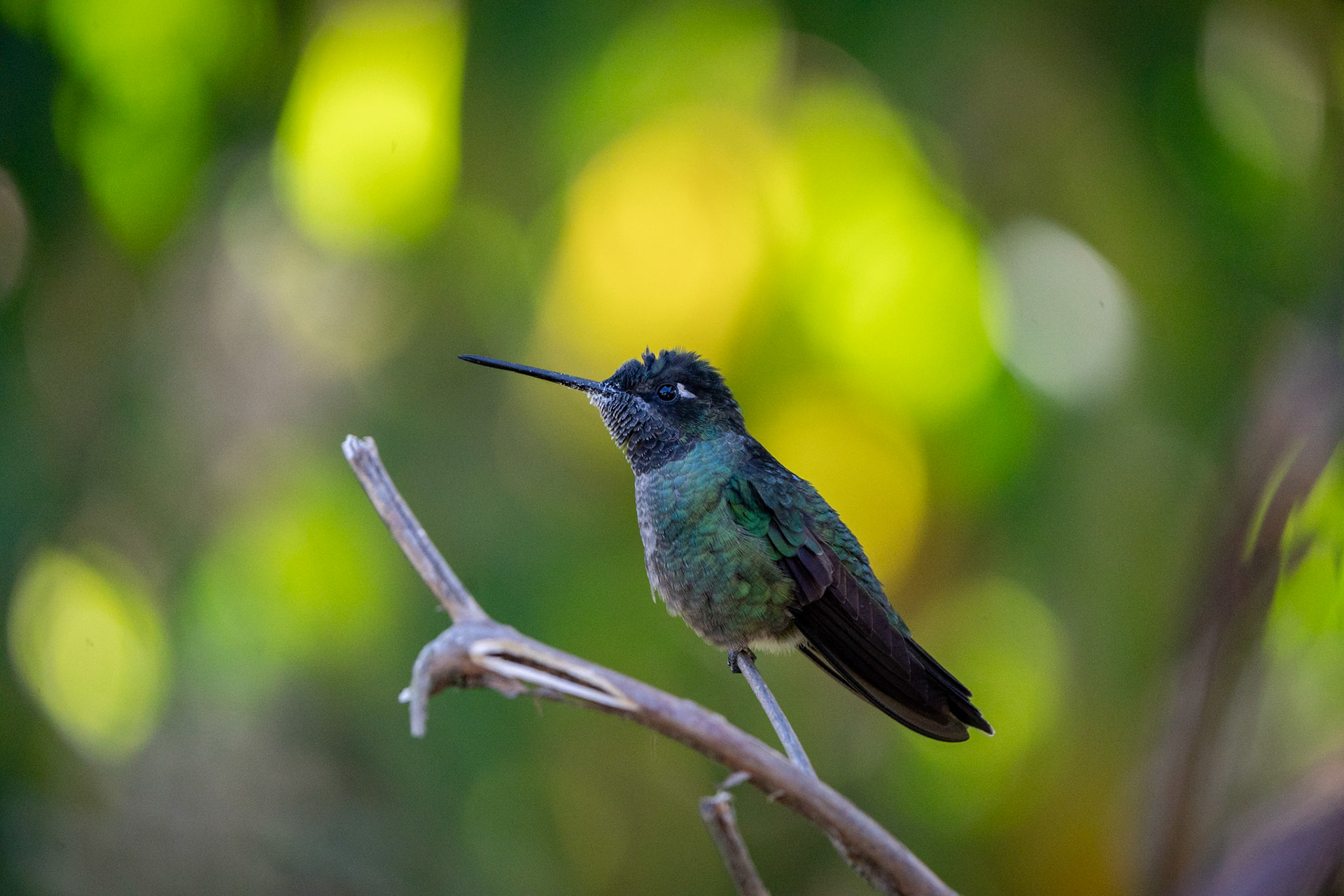 Talamanca Hummingbird (Female) | San Gerardo de Dota