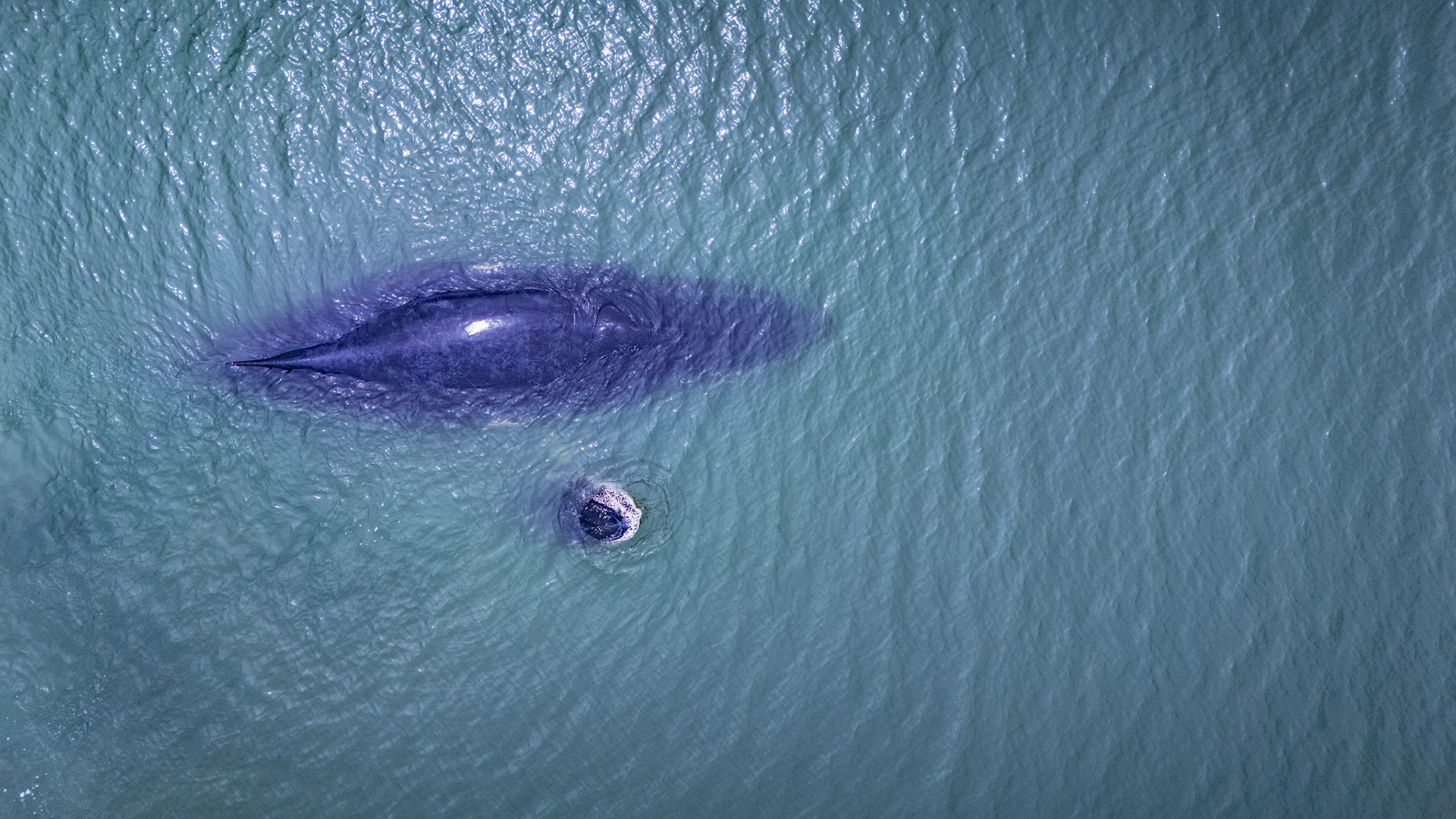 Humpback Whales | Golfo Dulce, Costa Rica