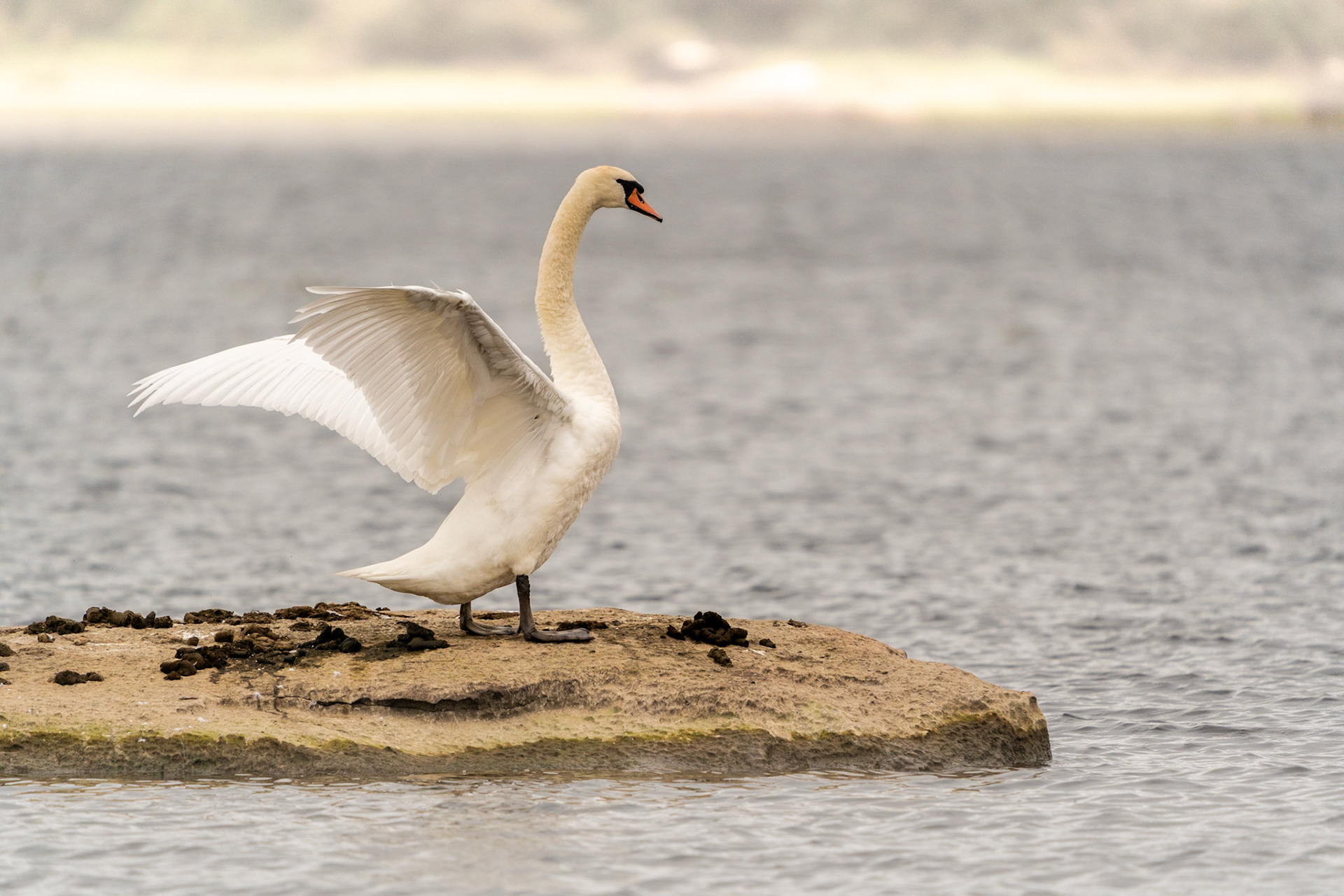 Mute Swan | Lough Atedaun, Co. Clare