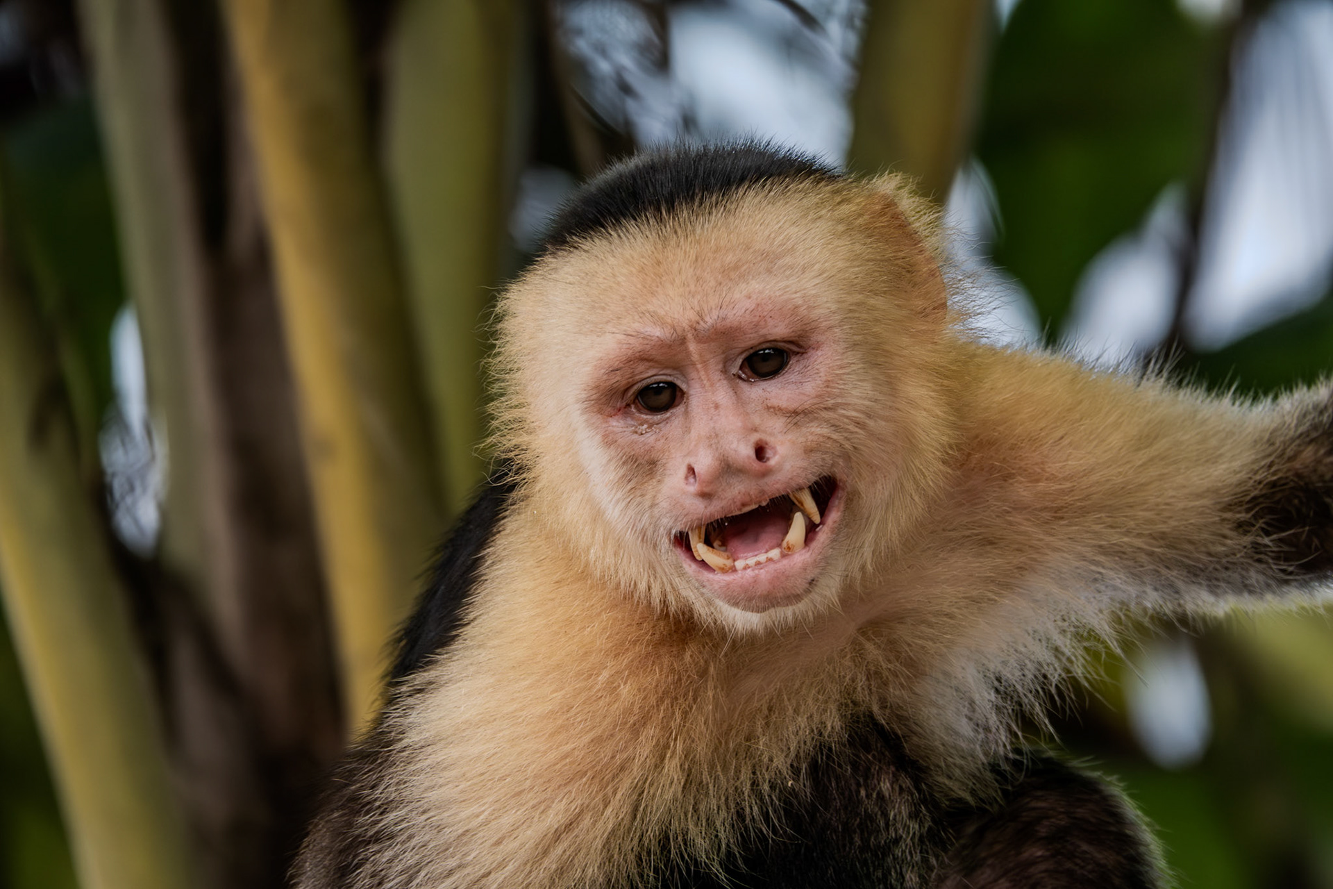 Capuchin Monkey | Osa Peninsula