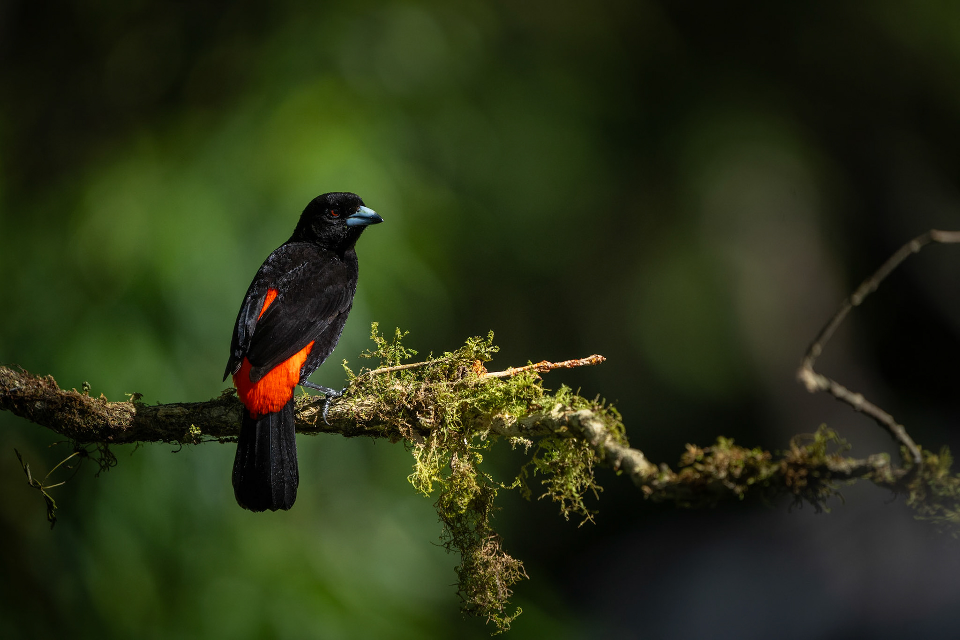 Scarlet-rumped Tanager (Male) | San Gerardo de Rivas