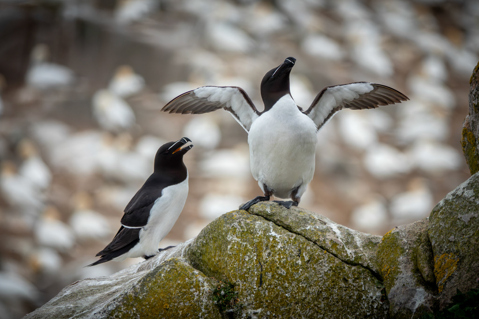 Razorbills | Great Saltee Island, Co. Wexford