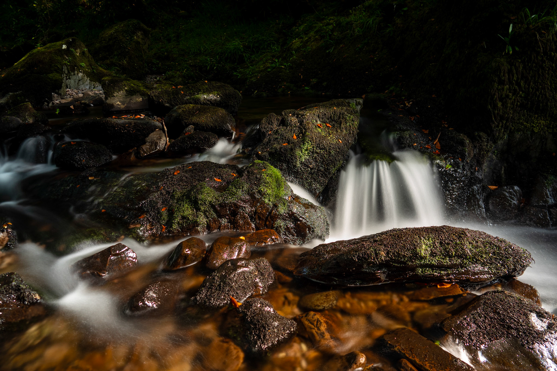 Glengarriff Woods | Beara Peninsula, Co. Cork